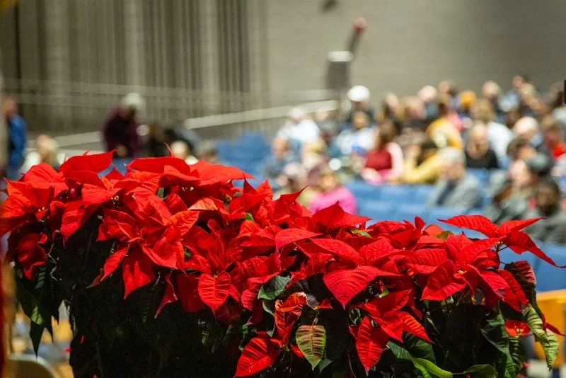 Poinsettas.jpg