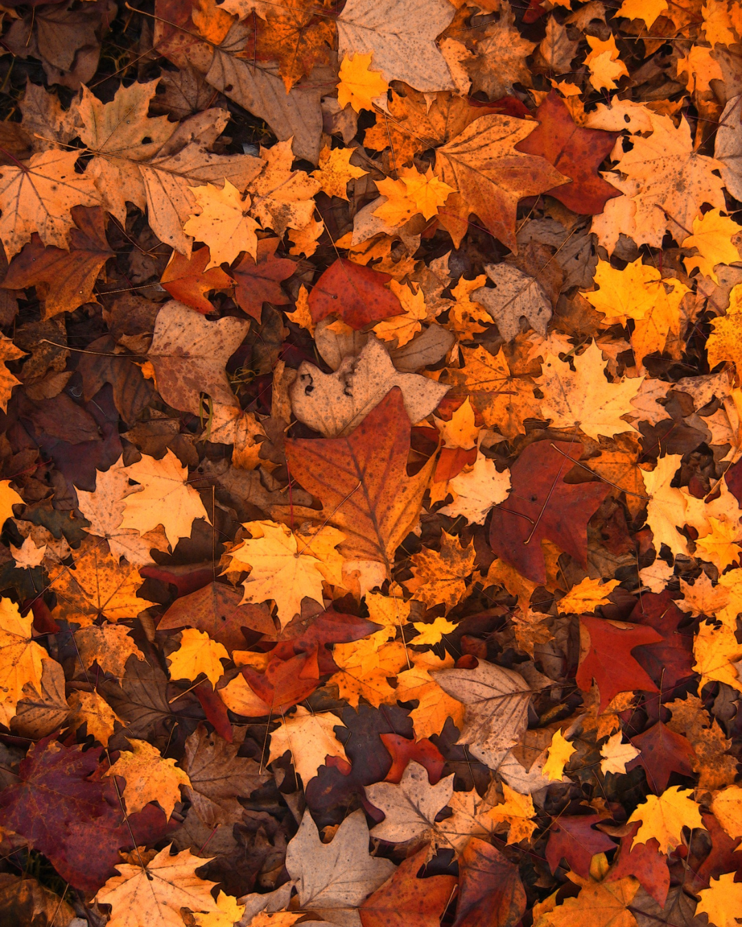 Why Skin Suddenly Becomes Sensitive in Fall