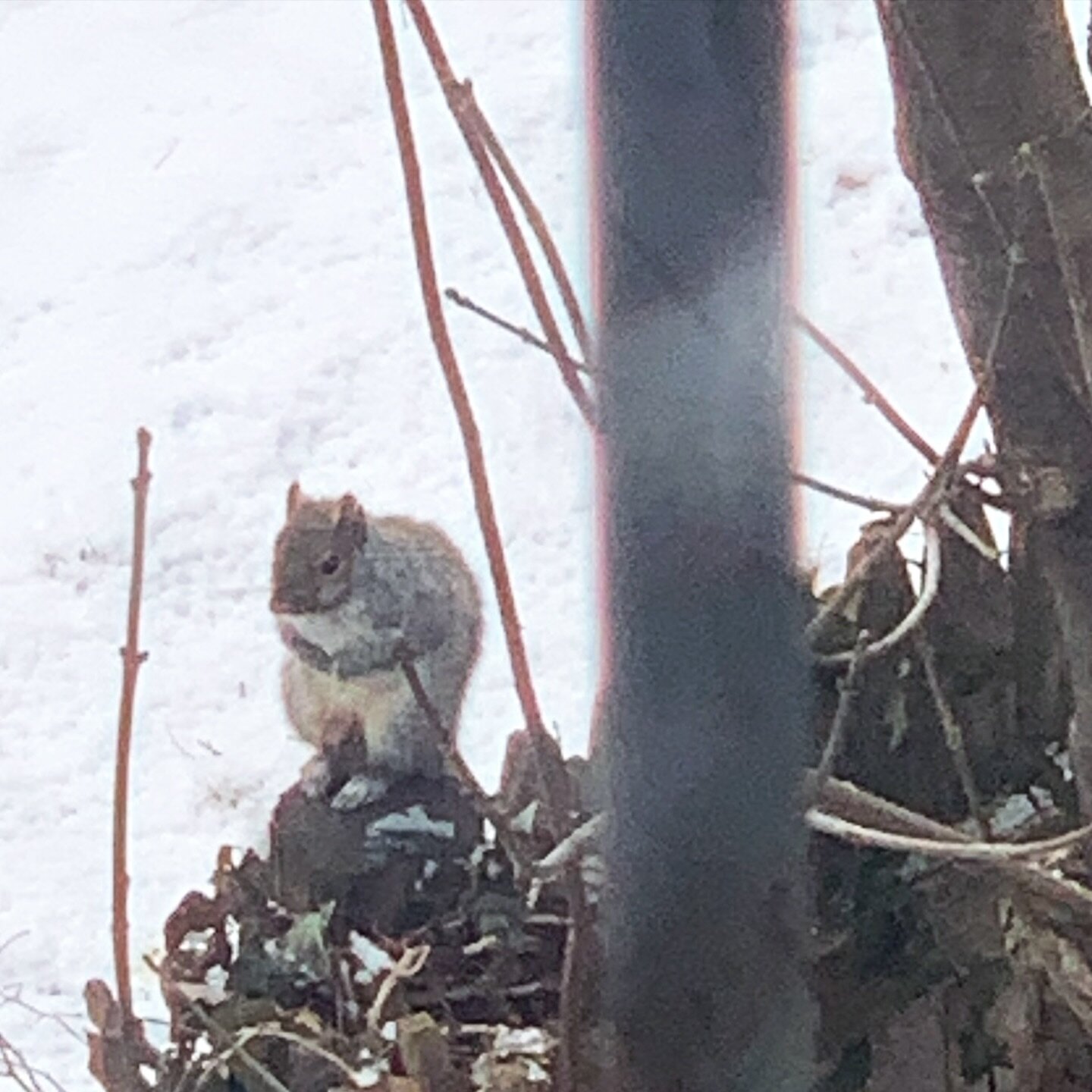 I often complain that I hate squirrels. Rats with tails. But this morning I spied this cute little nuggin chilling on a branch outside my window. And even though he/she looks like a cross between a somewhat grumpy old person and a pig (zoom in and te