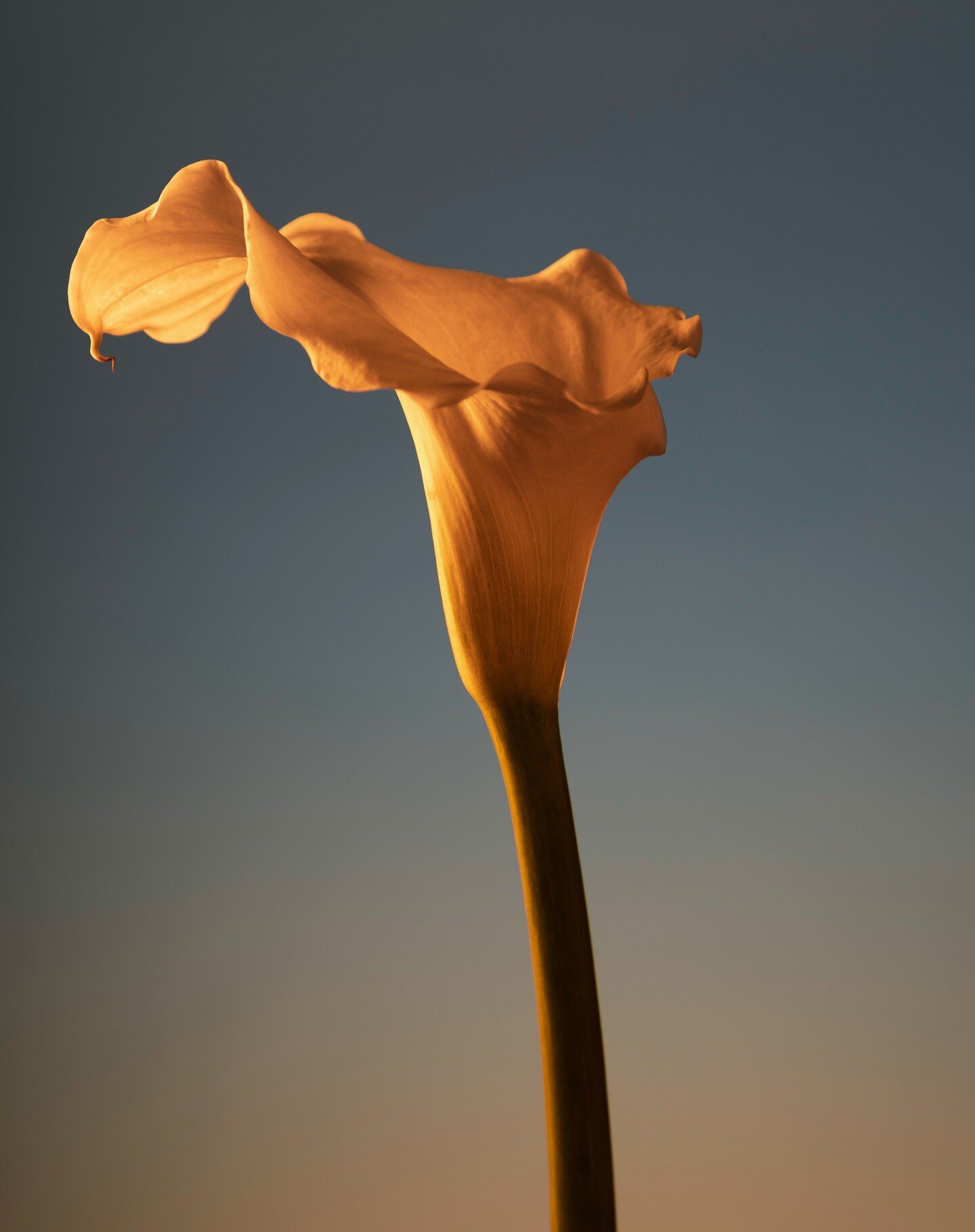 I shot a flower for your Friday 🧡