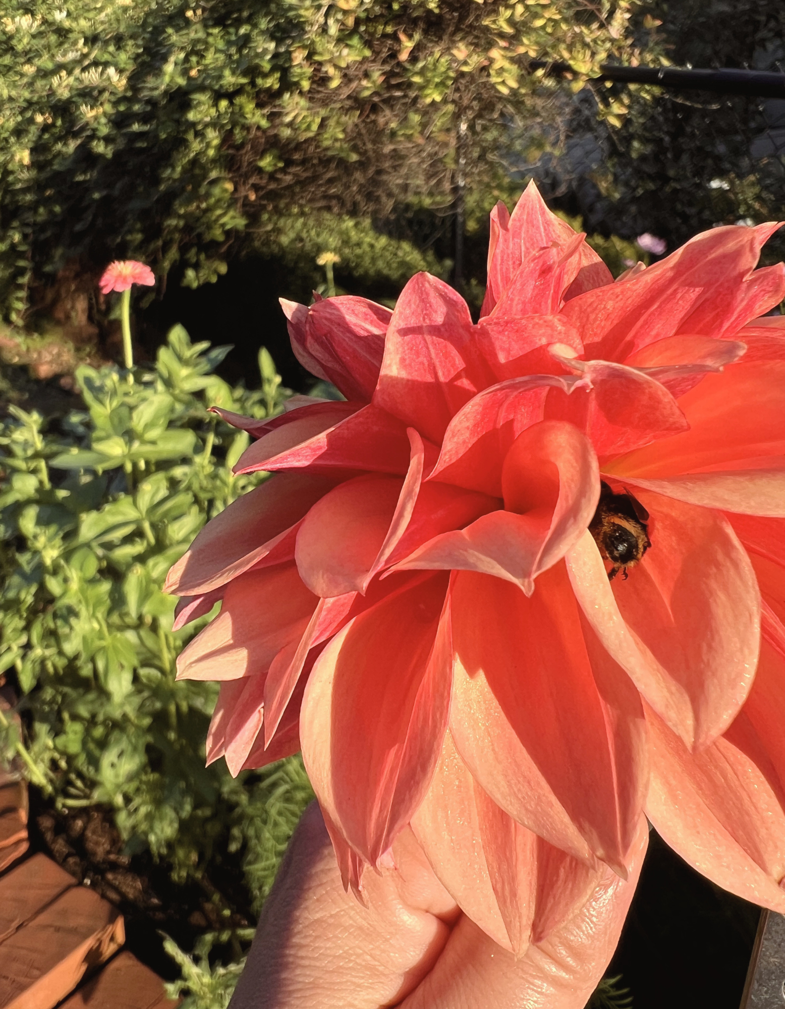 close up of a pinky orange dahlia with a bumble bee sleeping on it