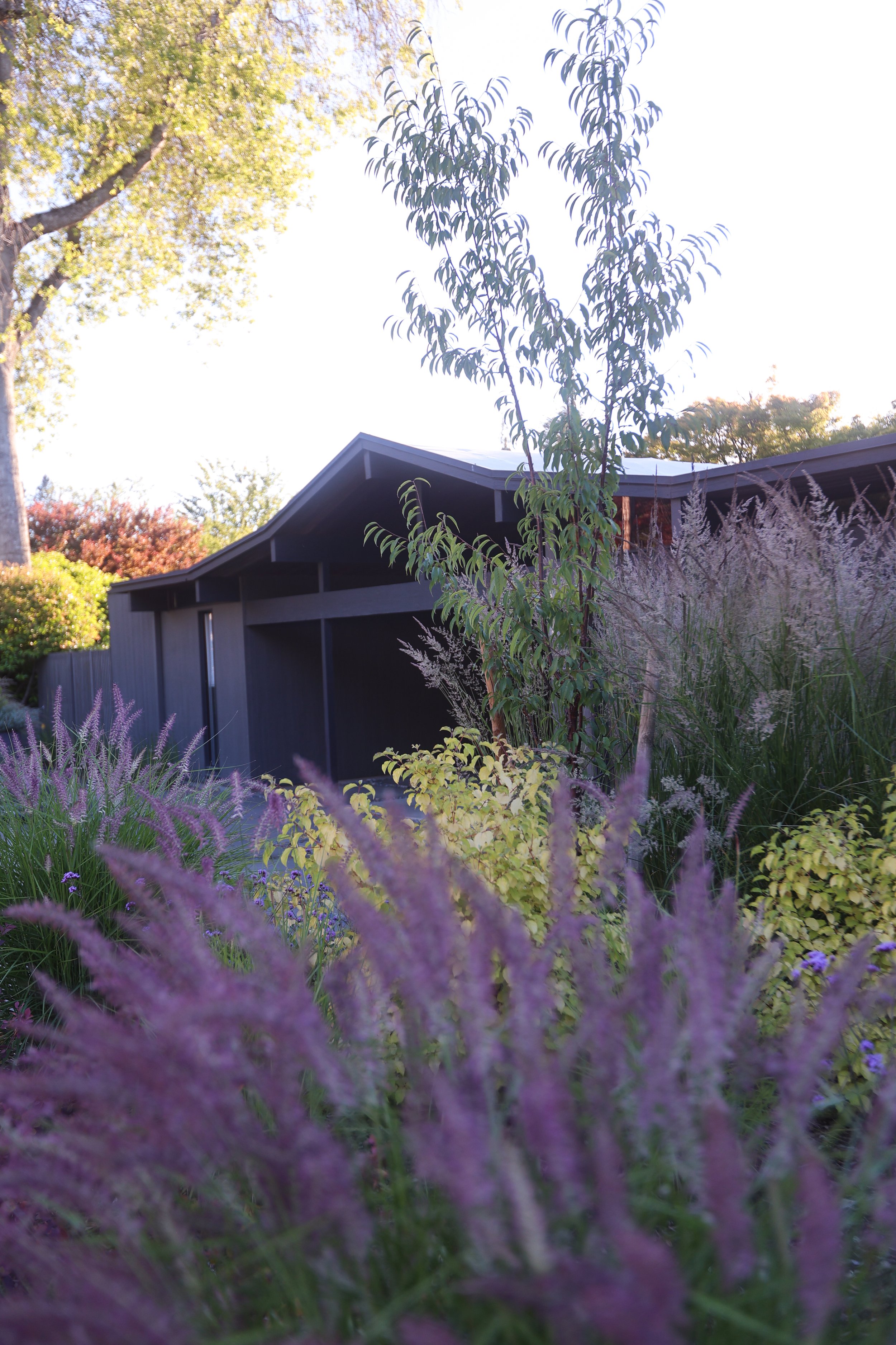 purple plants.jpg