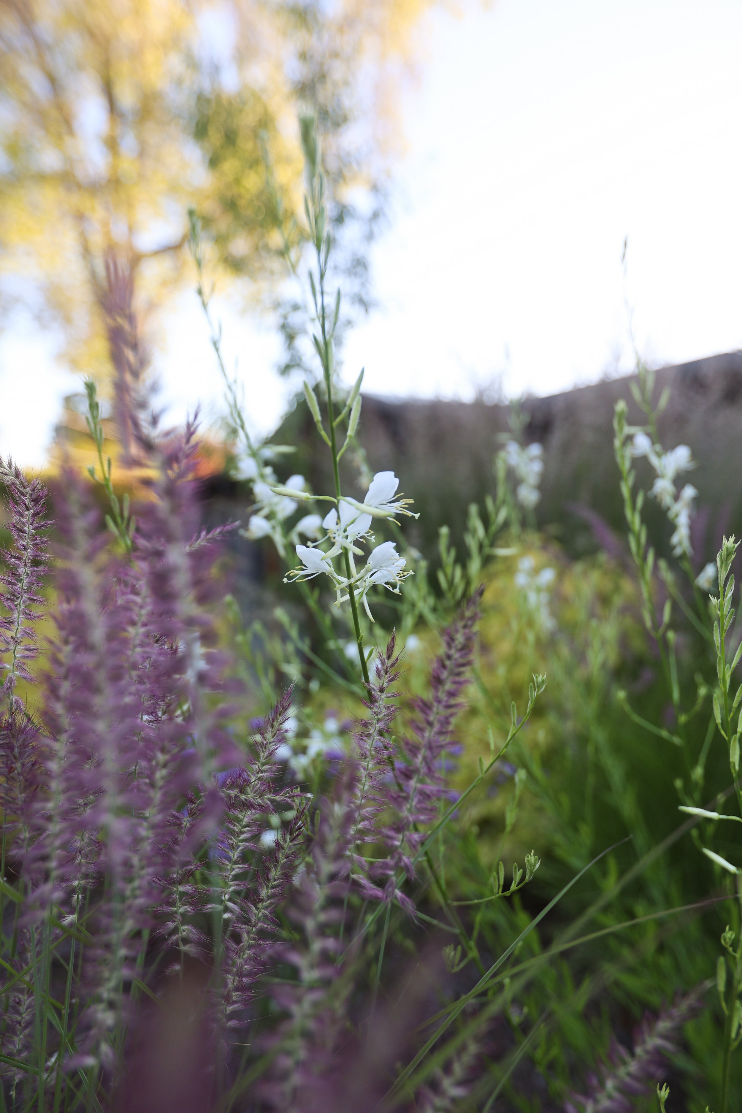 Oregon flowers.jpg