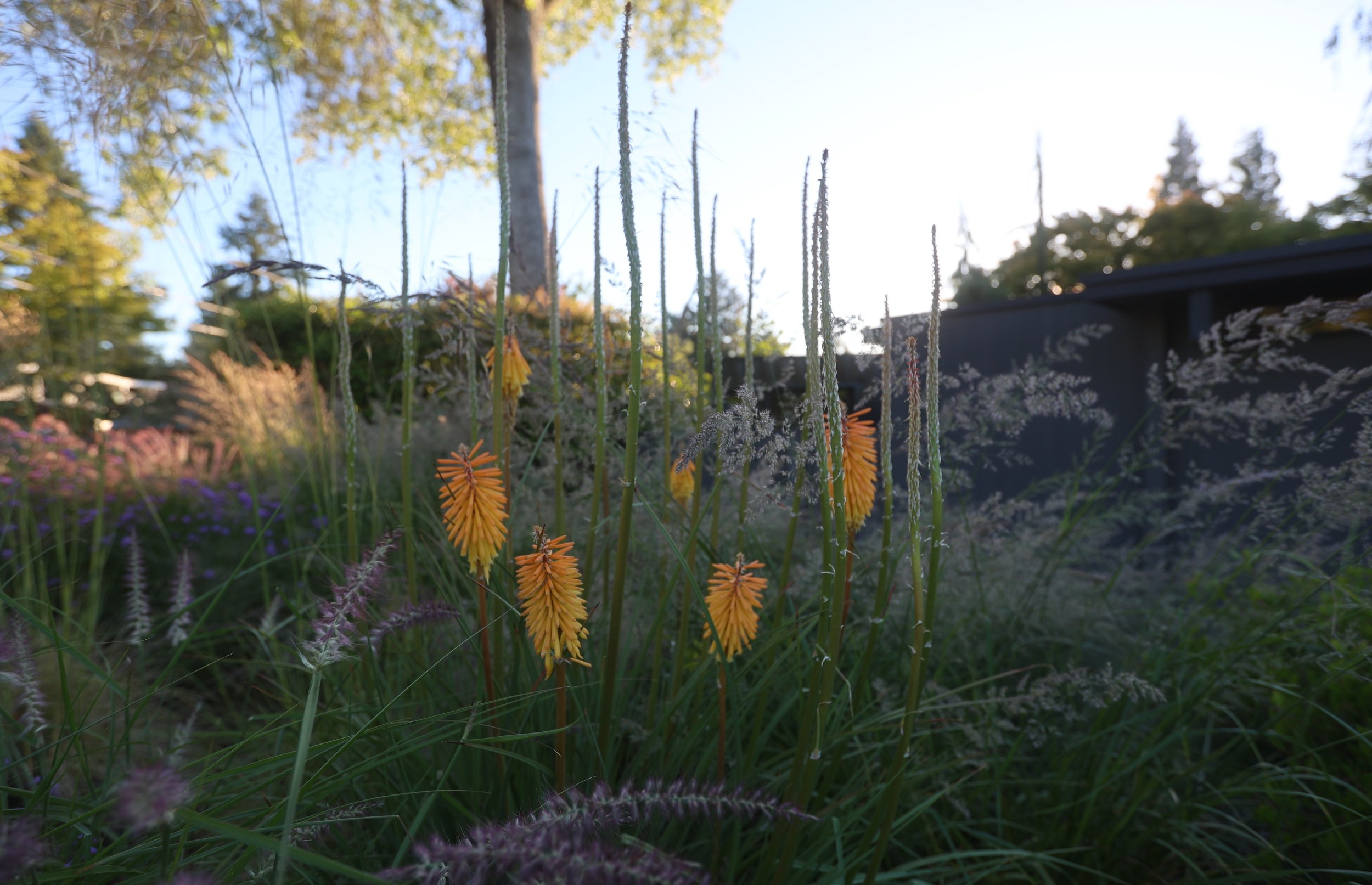 beautiful sustainable flowers and plants3.jpg