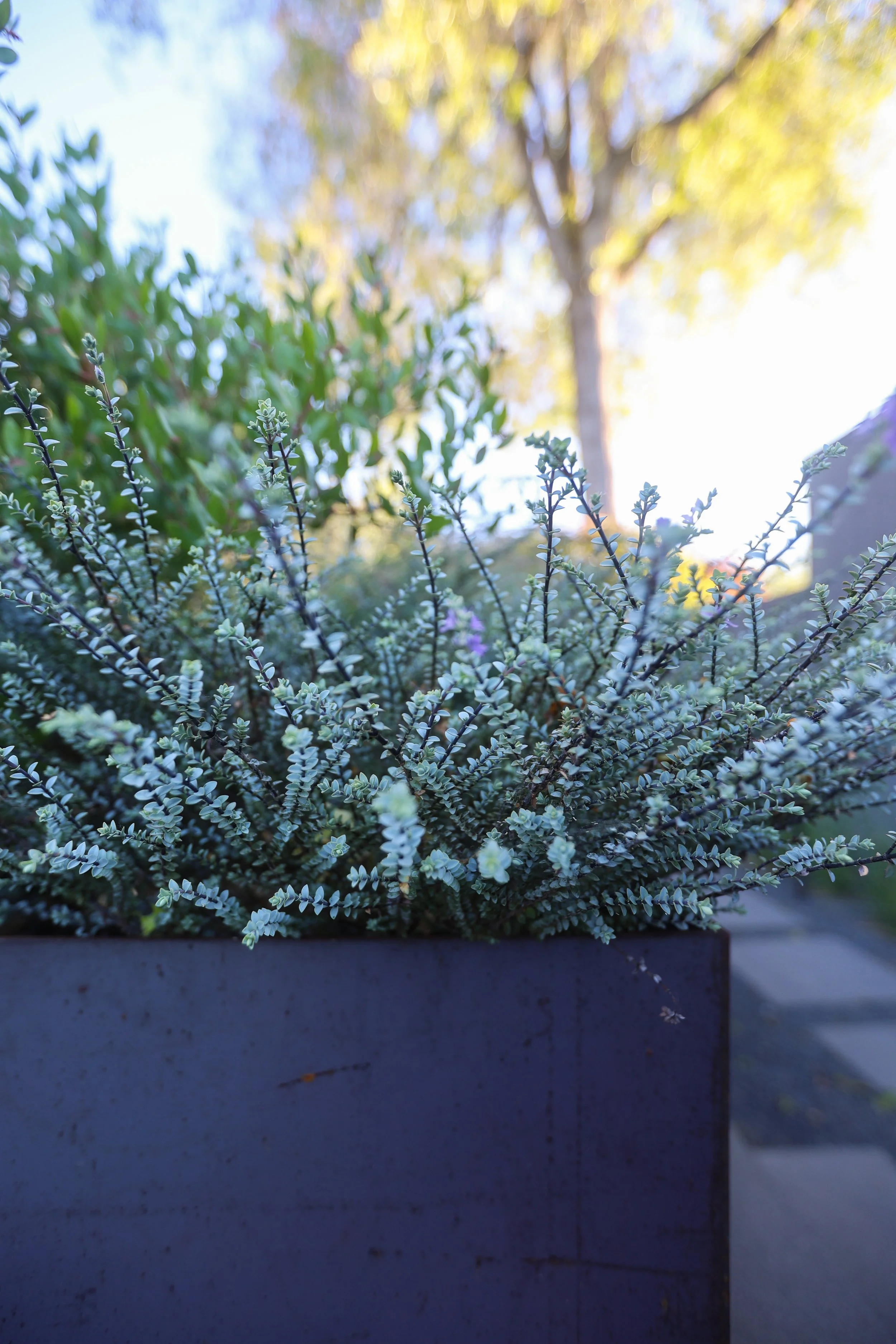 planters.jpg