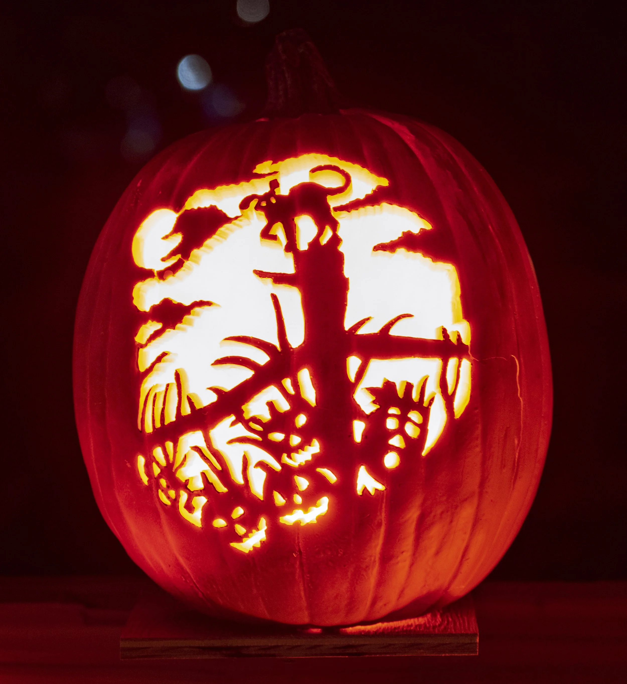 Pumpkins & Cat 02112.jpg