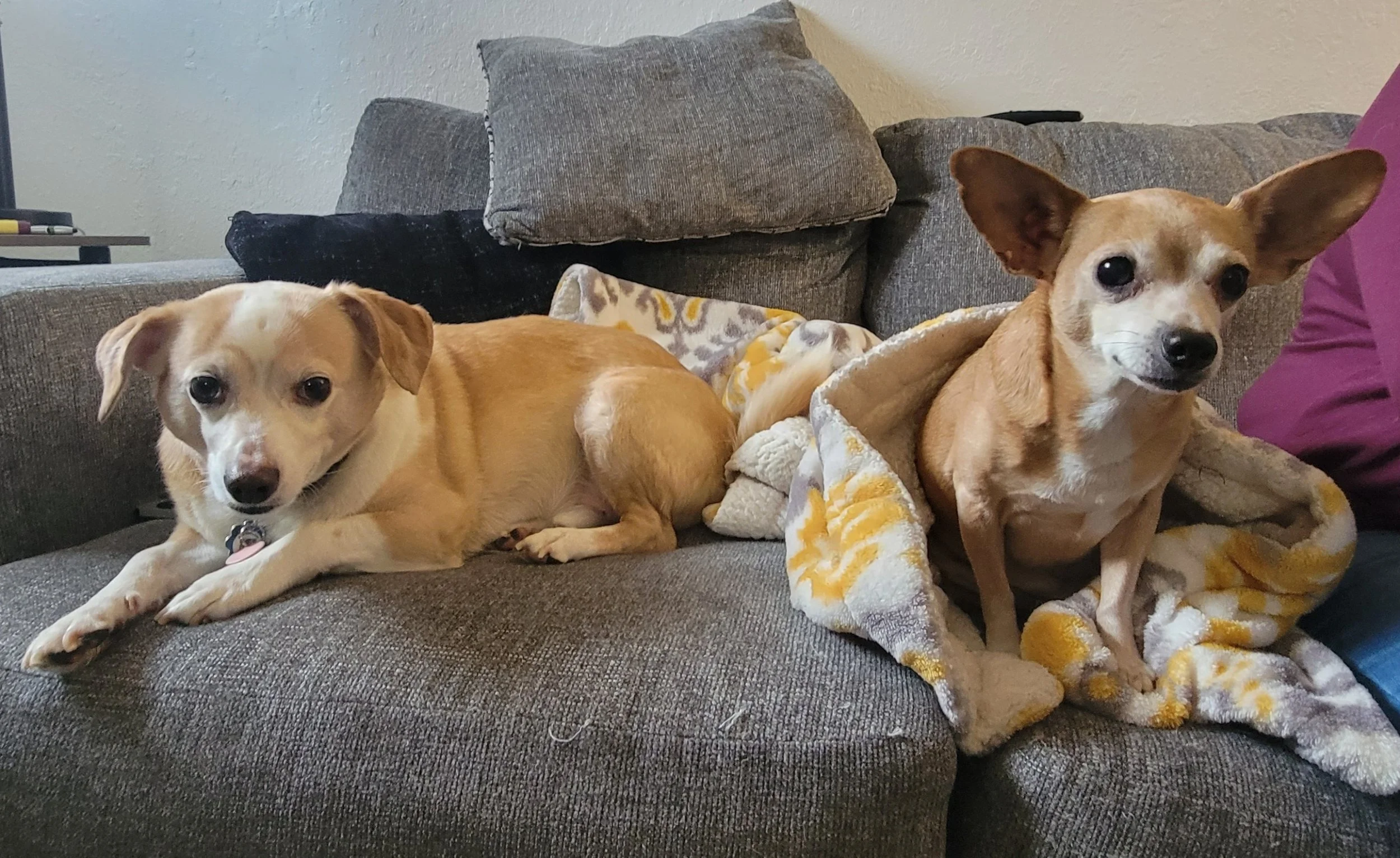 Pawsitive Vibes