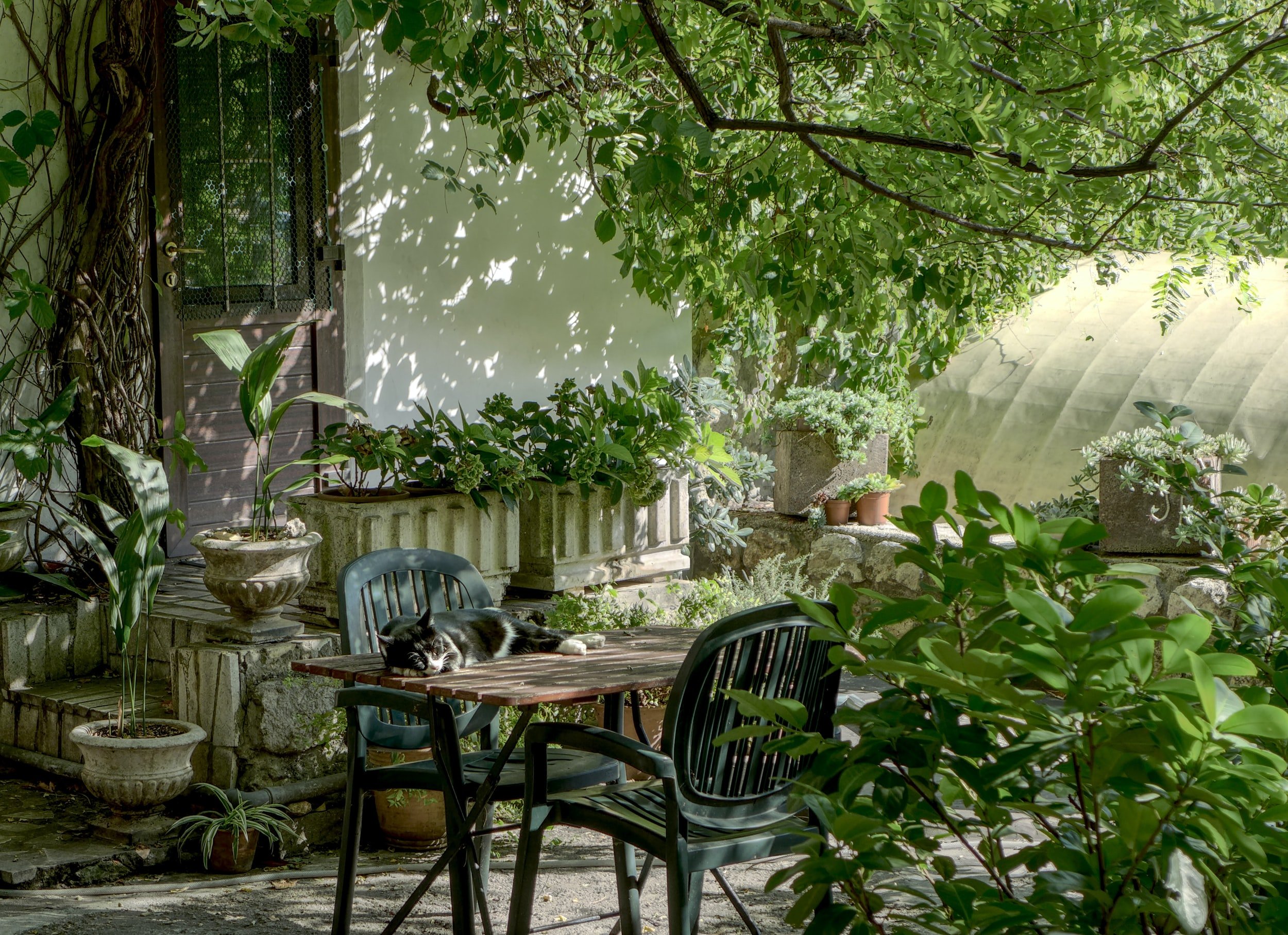 Image of outdoor table and chairs with lots of vegetation surrounding it.