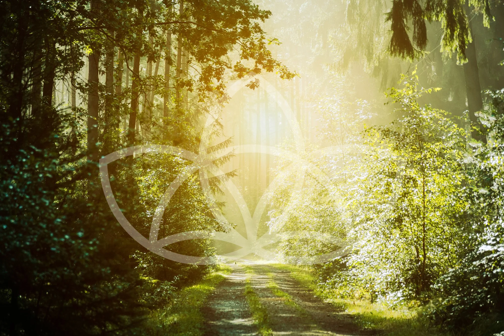 Embody the Sage with AcuPresence 