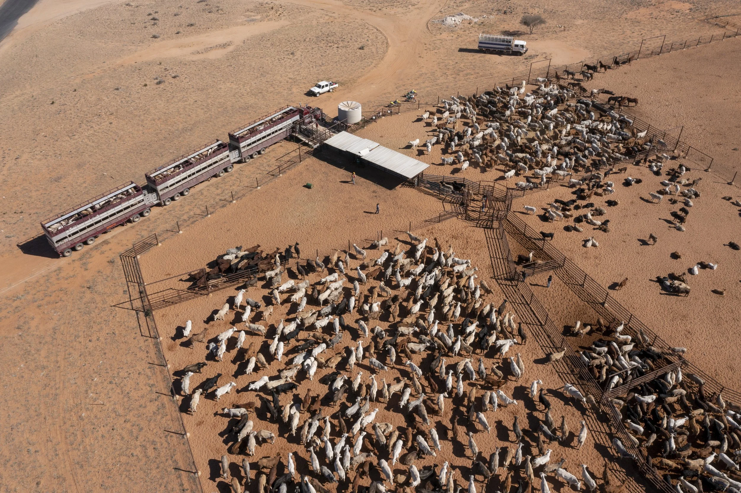 Cattle West QLD.jpg