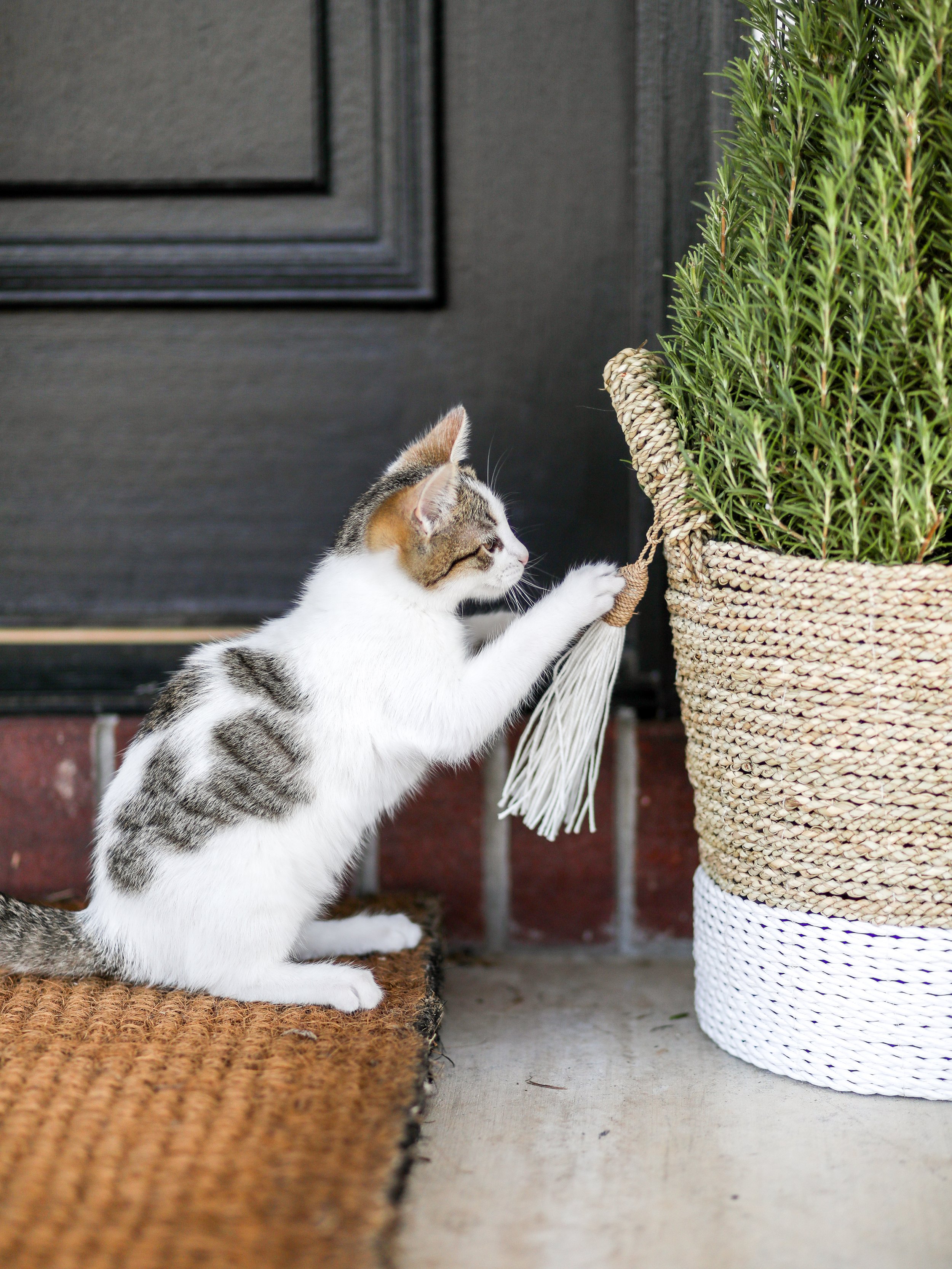 Kitties on the porch-4.jpg