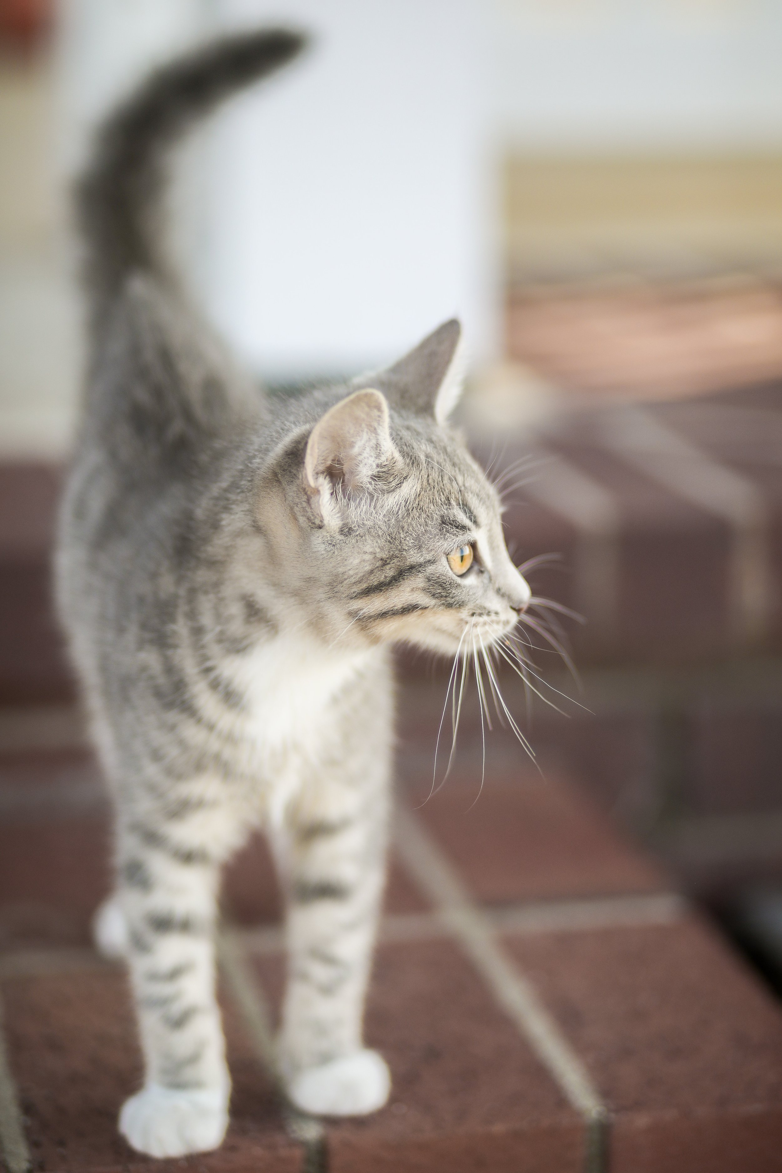 Kitties on the porch-12.jpg