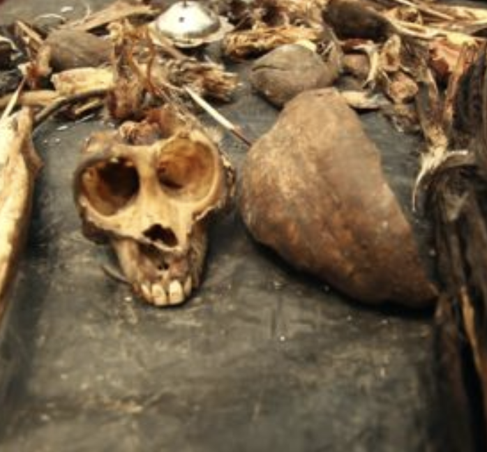 National Geographic: Poaching