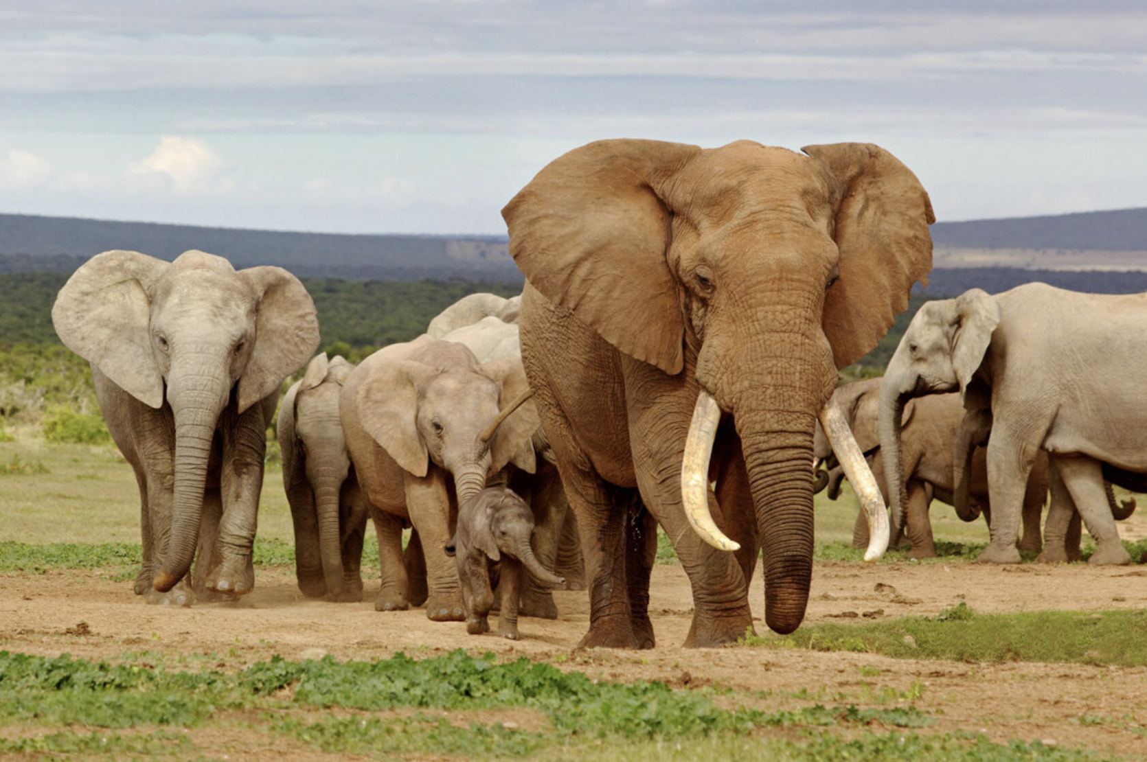 An Elephant Killed Every 15 Minutes