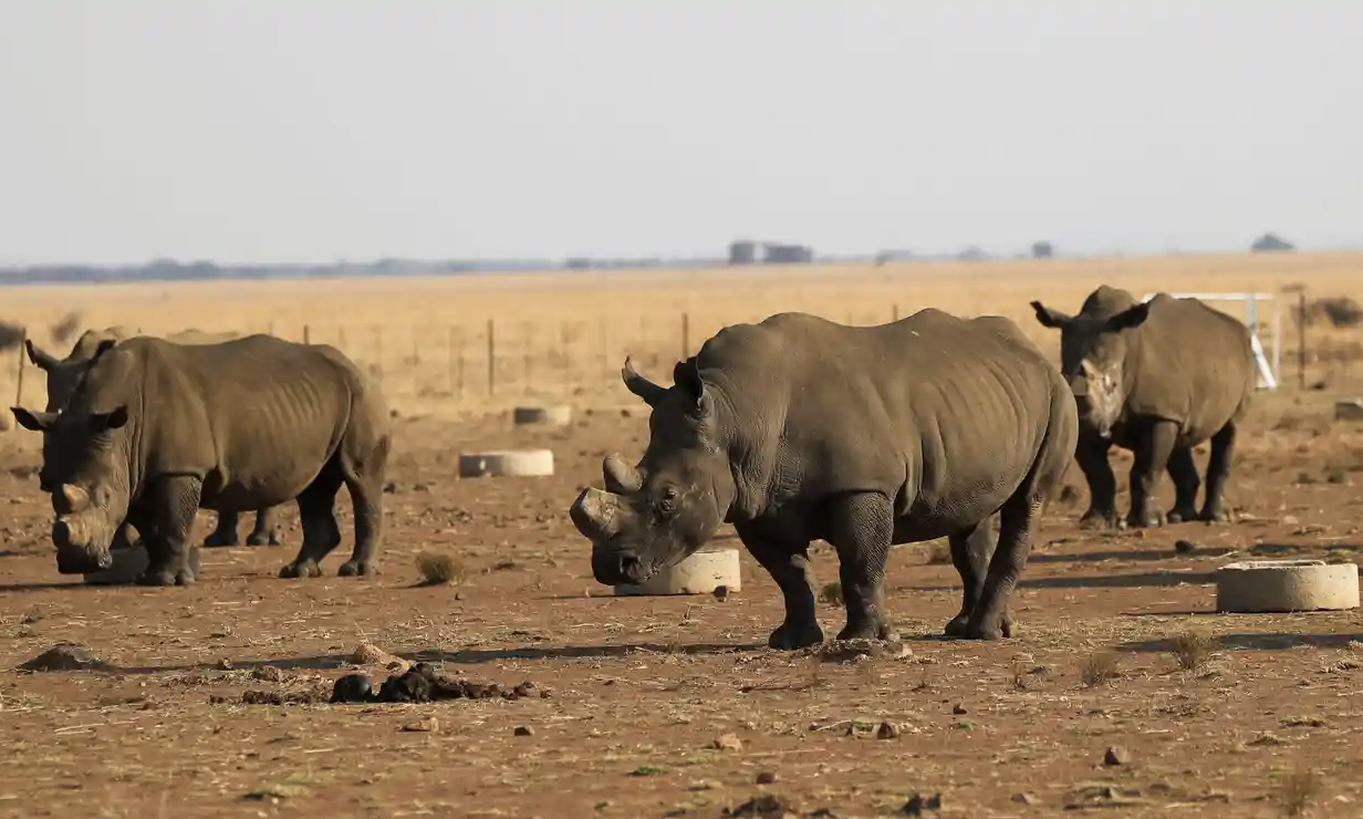 Poachers kill 24 rhinos in just two weeks in South Africa
