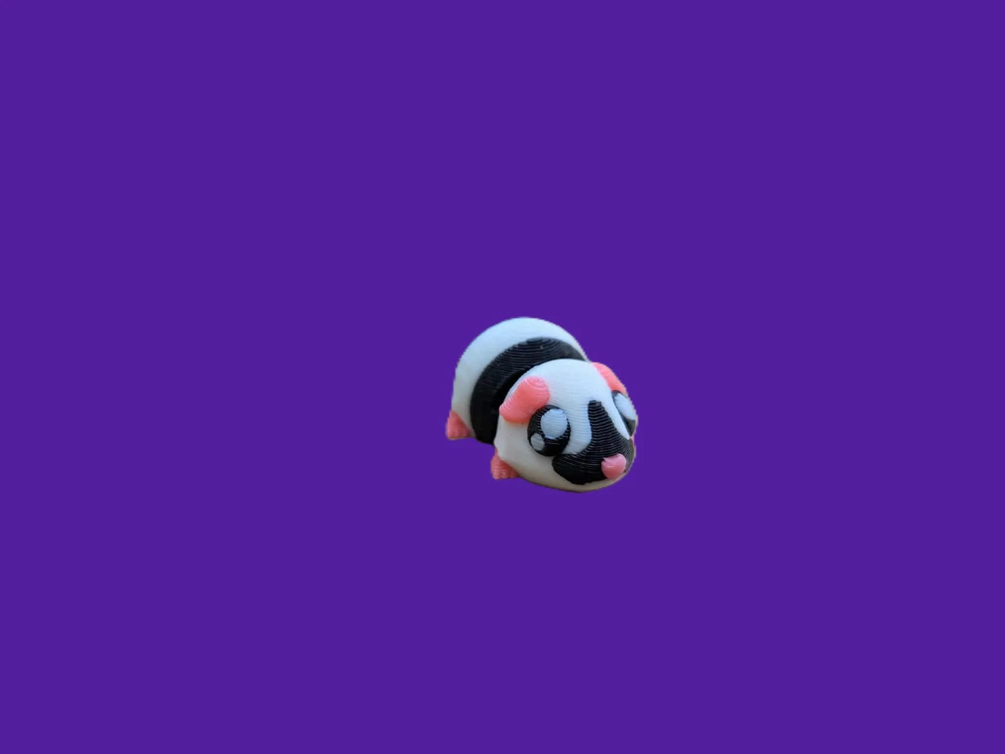 Guinea Pig.1.jpg