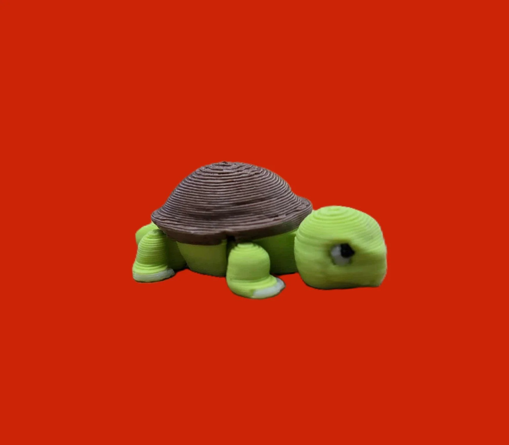 Turtle.1.jpg