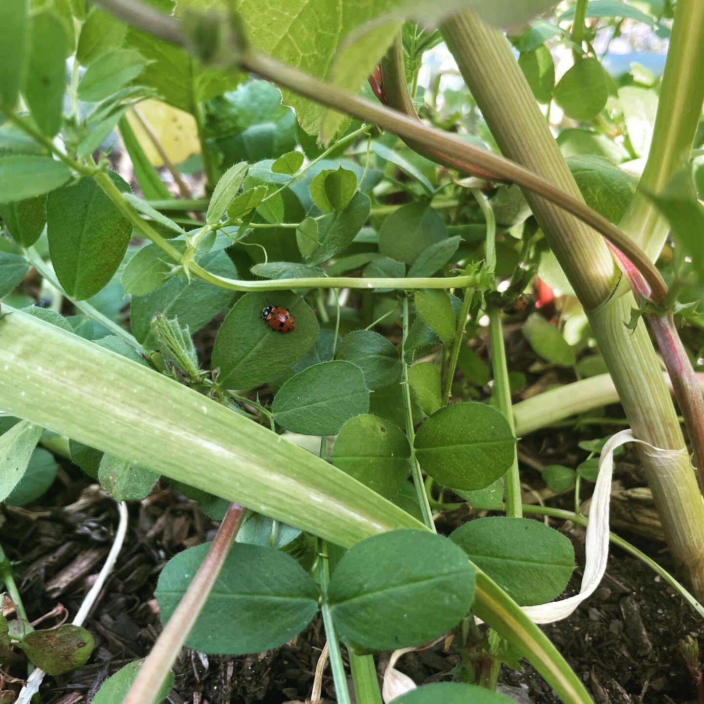 Spring has sprung and the garden is flourishing. Can you spot our little ladybug helpers? 🐞🔍