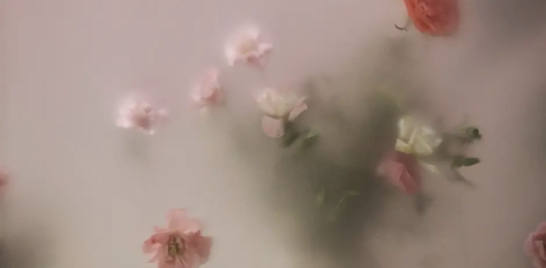 Roses Dipped In Spring an 'All White Rose Edition'