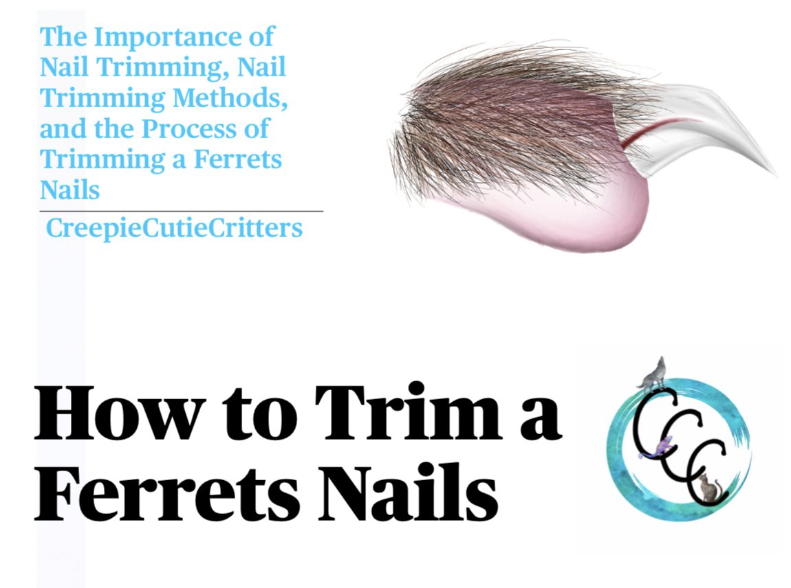 How to Trim a Ferrets Nails The Importance of Nail Trimming, Nail