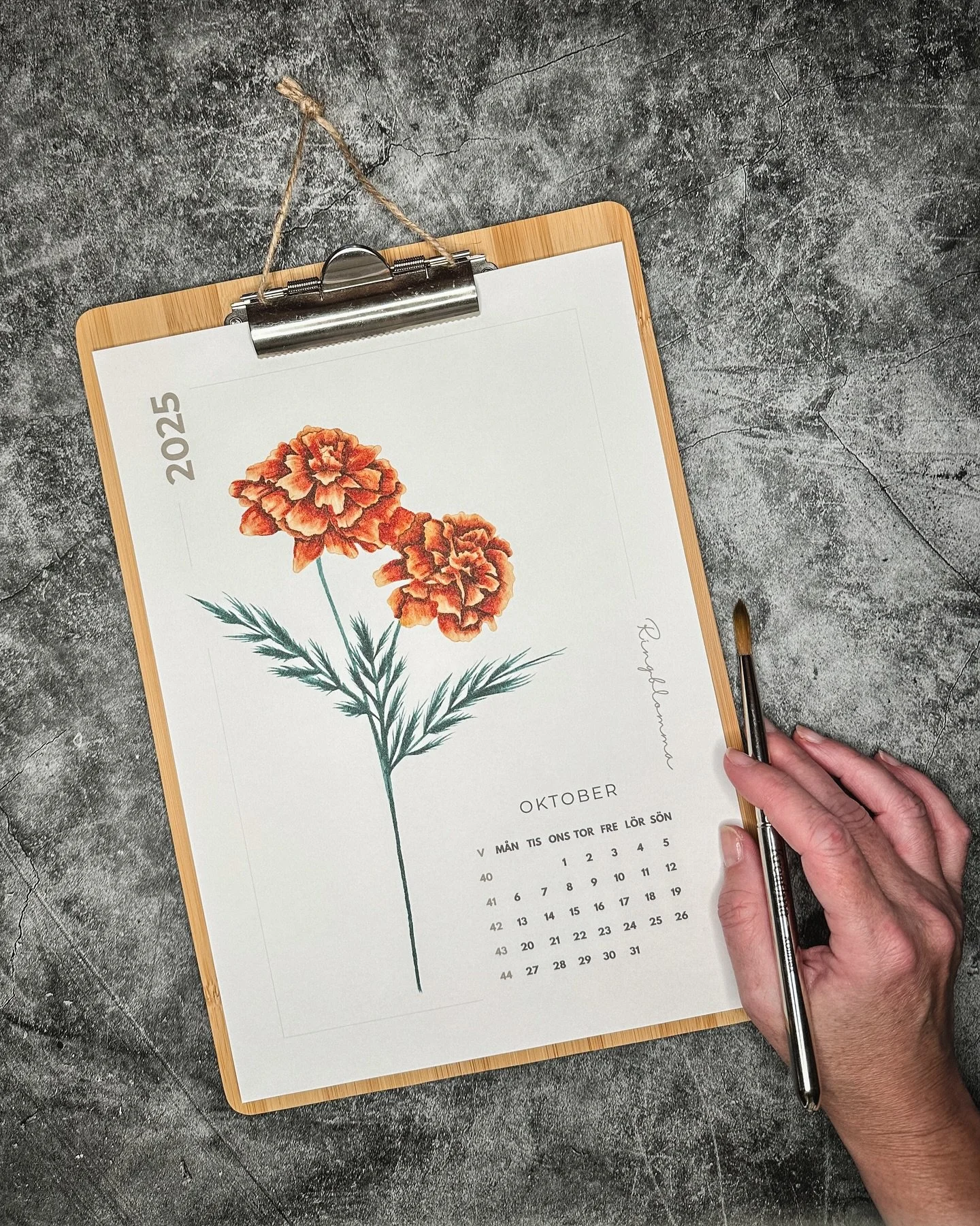 A little late with my flower of the month, but there are still a lot of October to go 🌼
Birth flower of October is Marigold, a flower that truly reflects the autumn sun ☀️ 
#marigold #watercolor #watercolorillustration #floralillustration