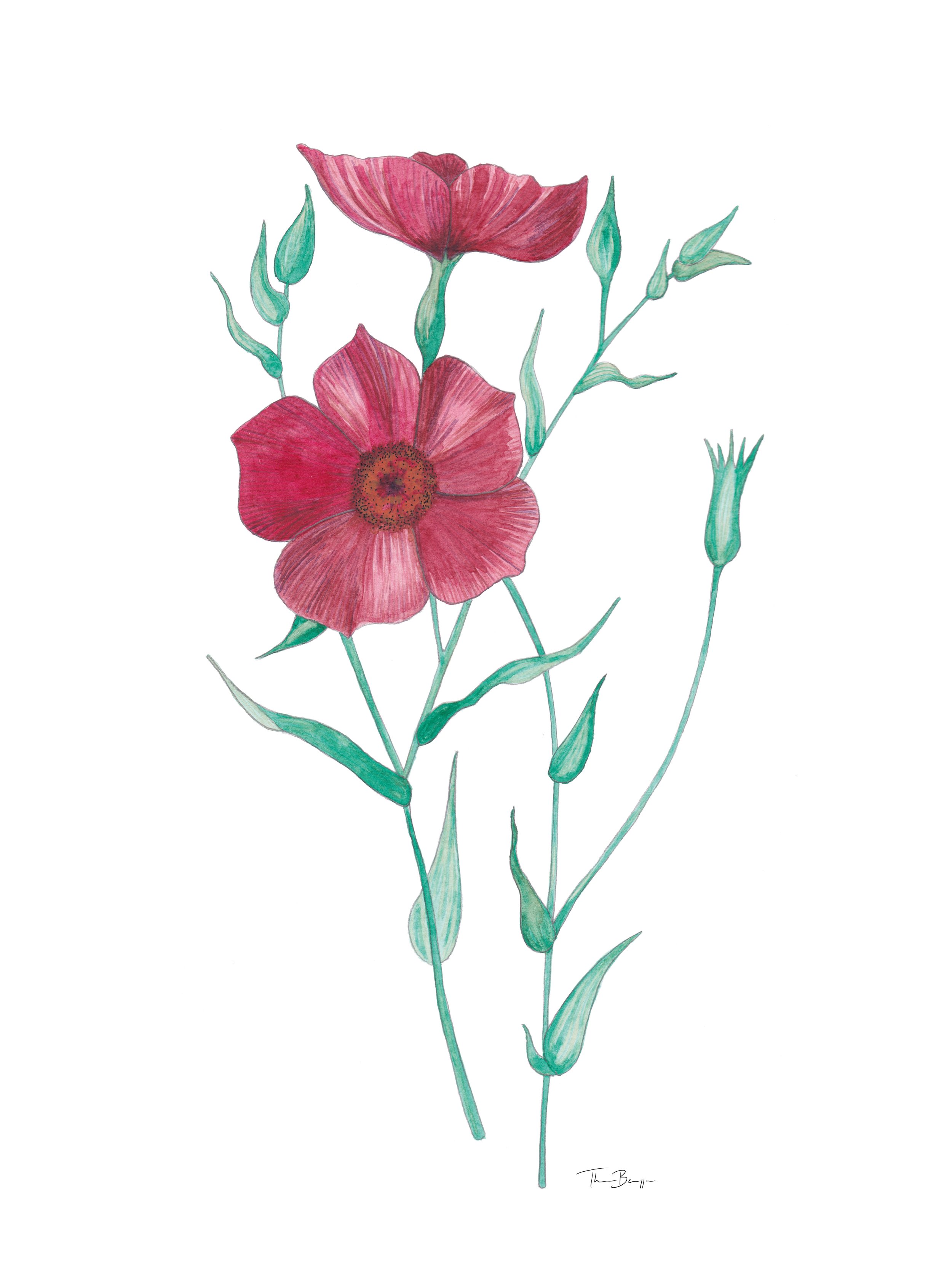 Sommarblomster.jpg