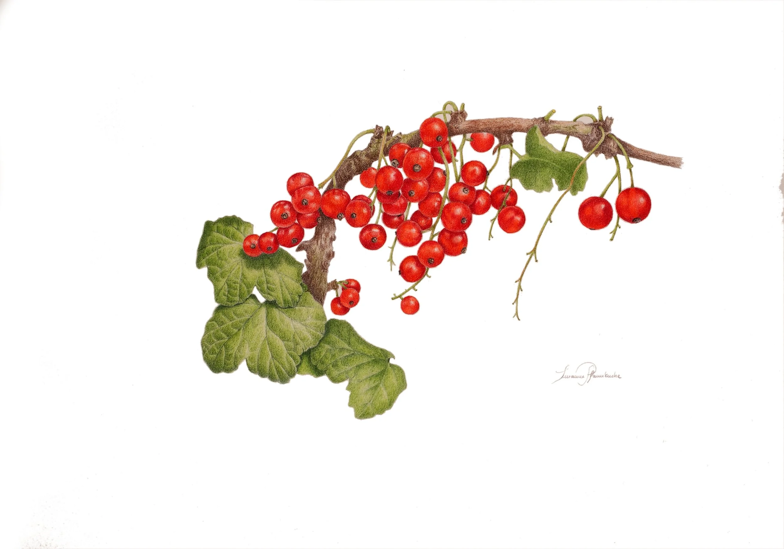 Susanne Pfannkuche - Rote Johannisbeere 'Jonkher van Tets'