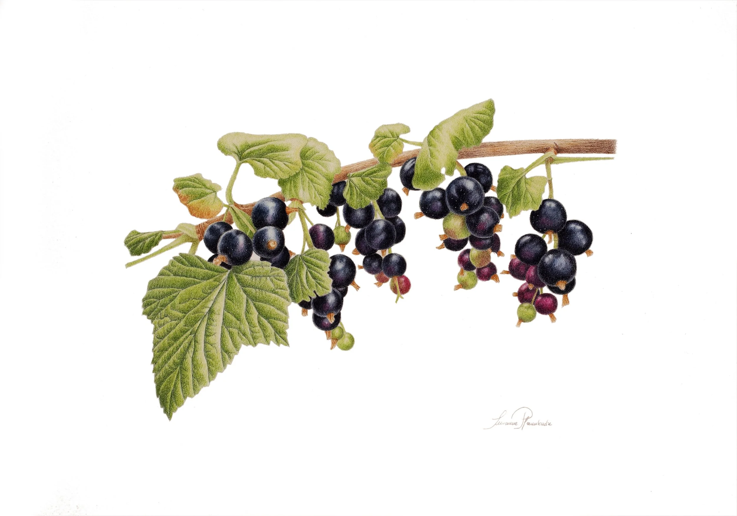 Susanne Pfannkuche - Schwarze Johannisbeere 'Tenah'