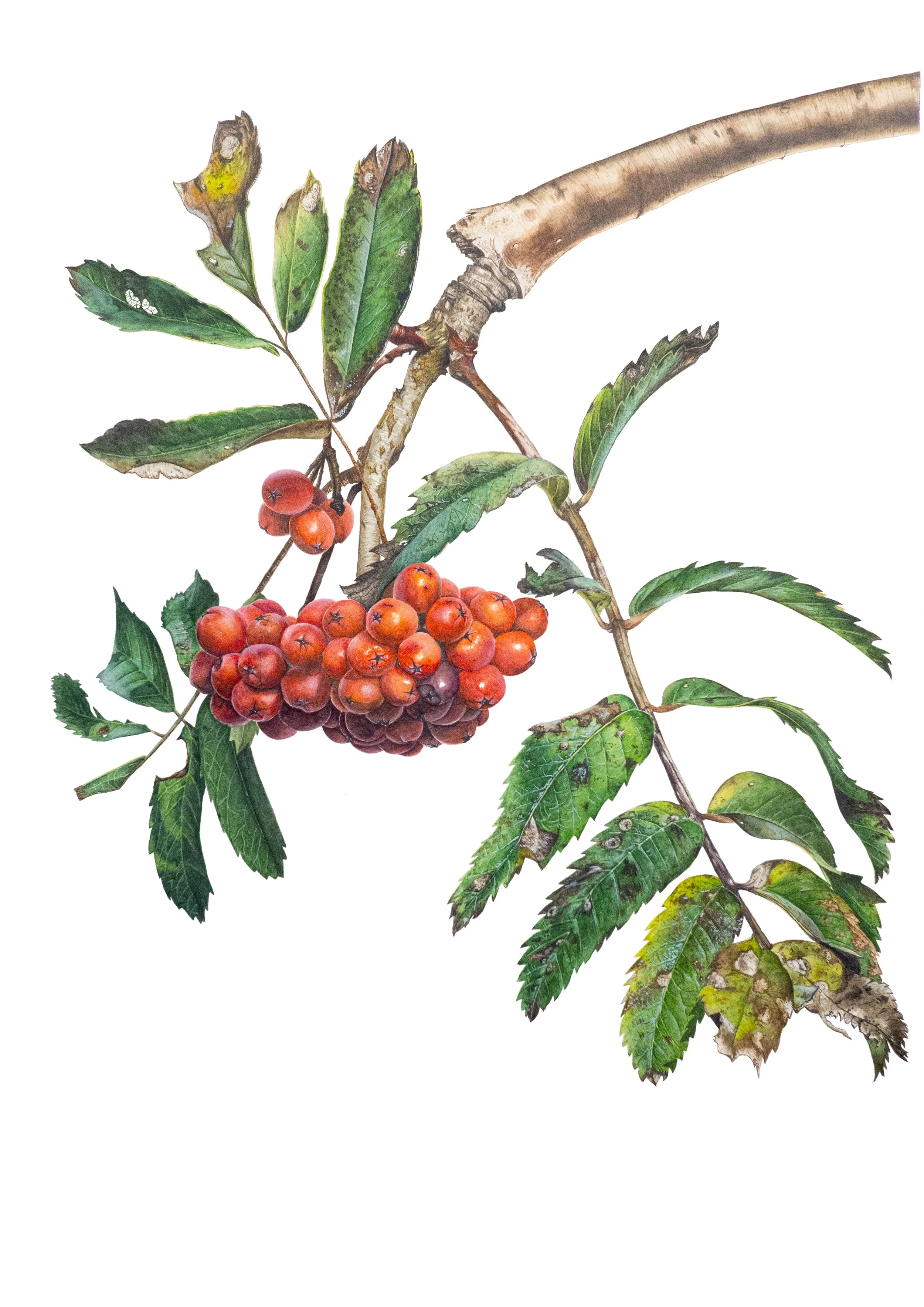 Felicitas Binder - Sorbus aucuparia Vogelbeere