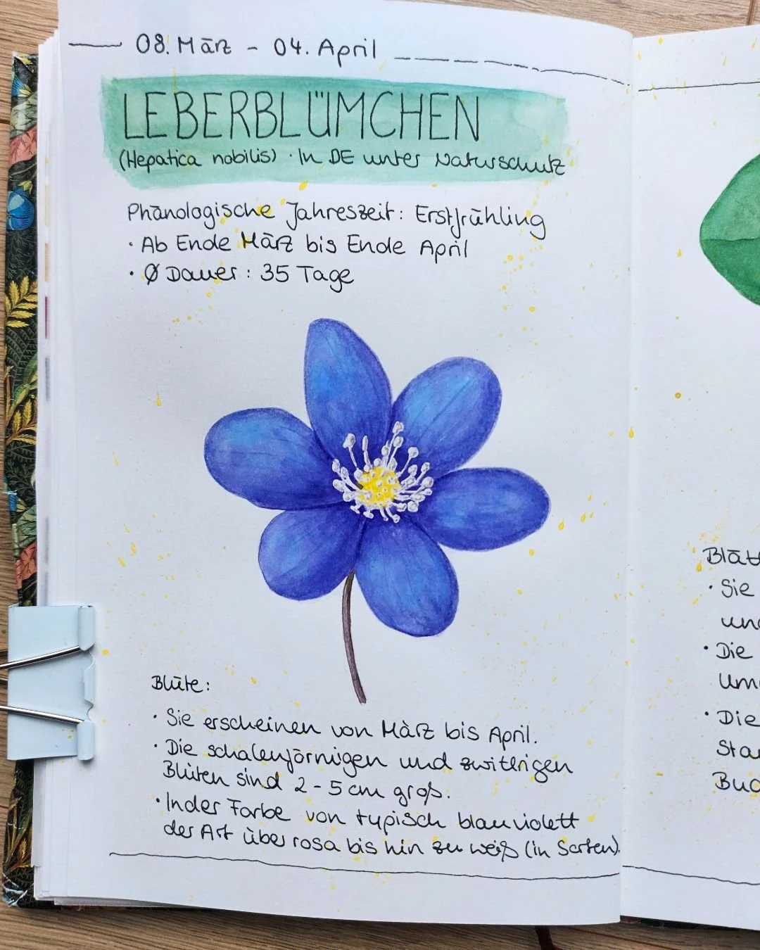 Hepatica nobilis im Skizzenbuch