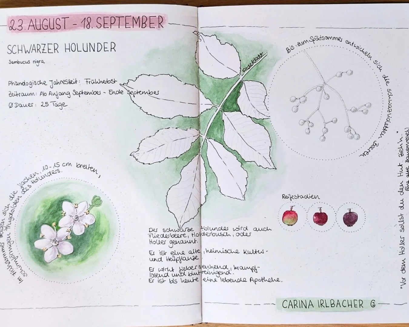 Black Elderberry depicted in a watercolor and ink sketch including notes