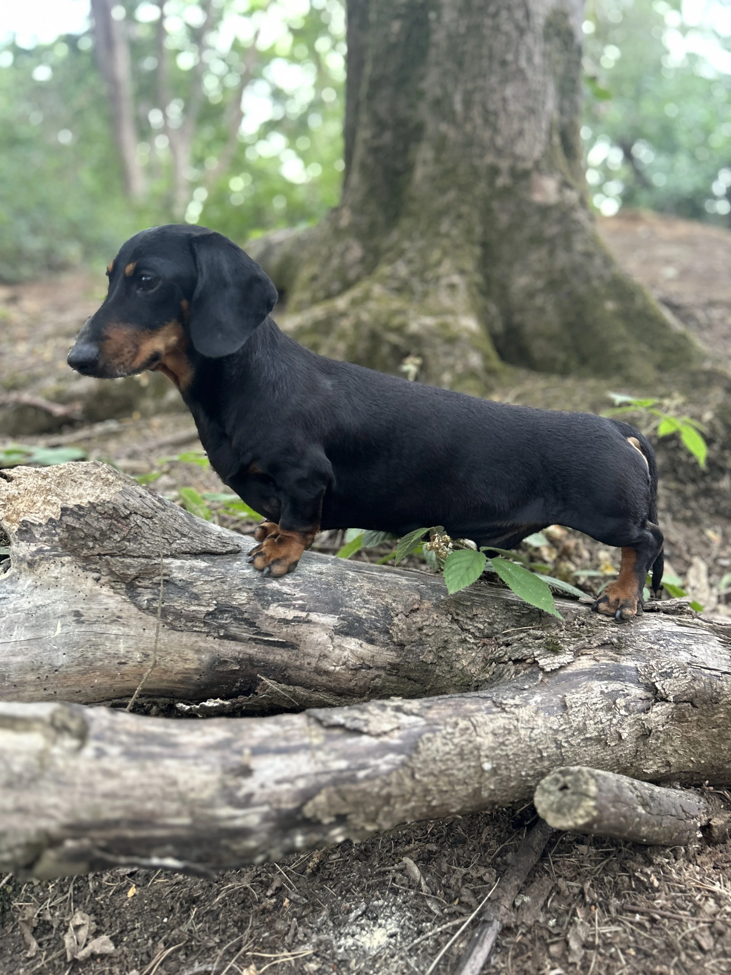 A black and tan Dachshund standing on a fallen tree trunk in a wooded area with green leaves and trees in the background.
