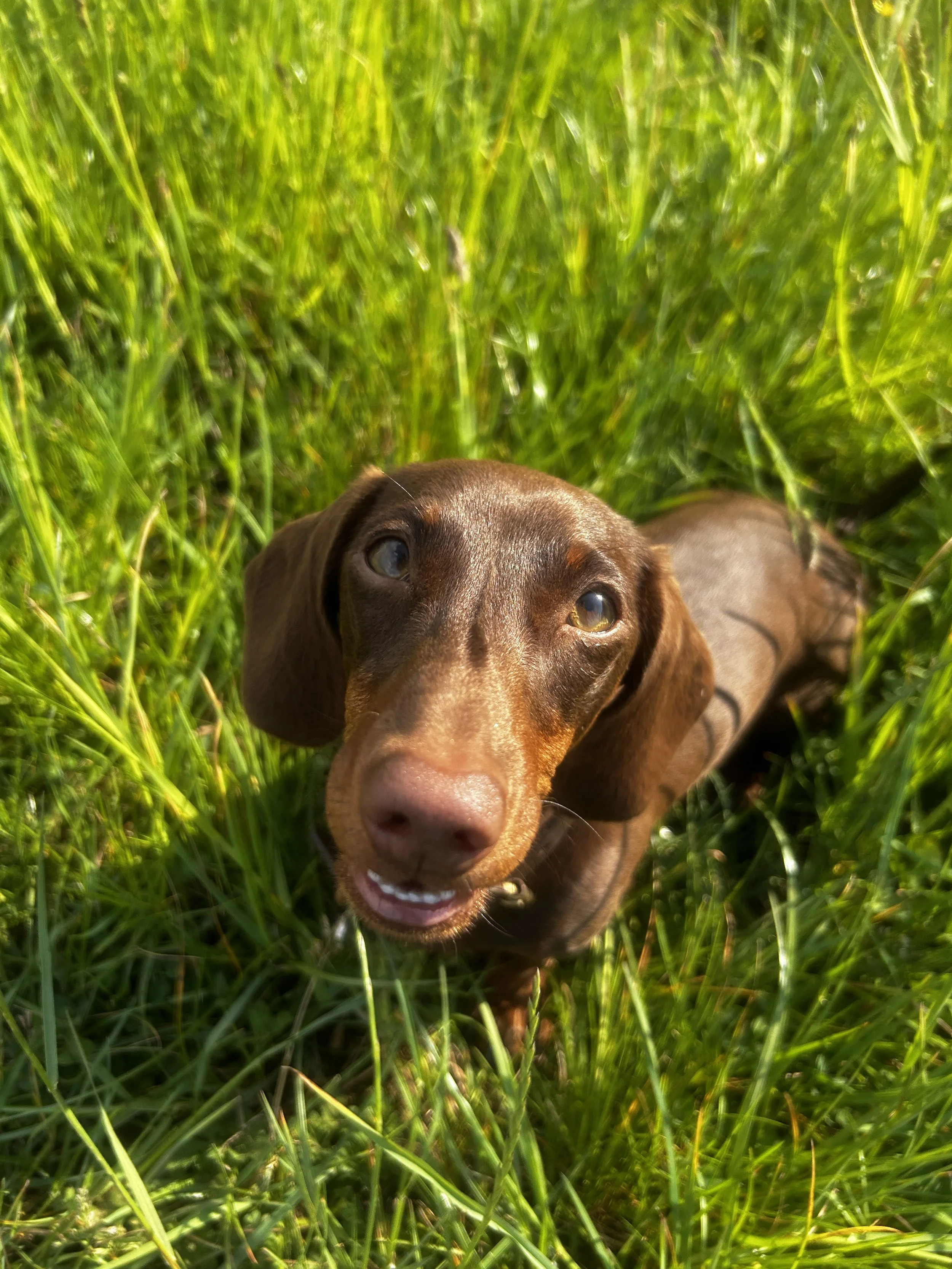 A cute brown dachshund puppy sitting in tall green grass, looking up at the camera with a happy expression.