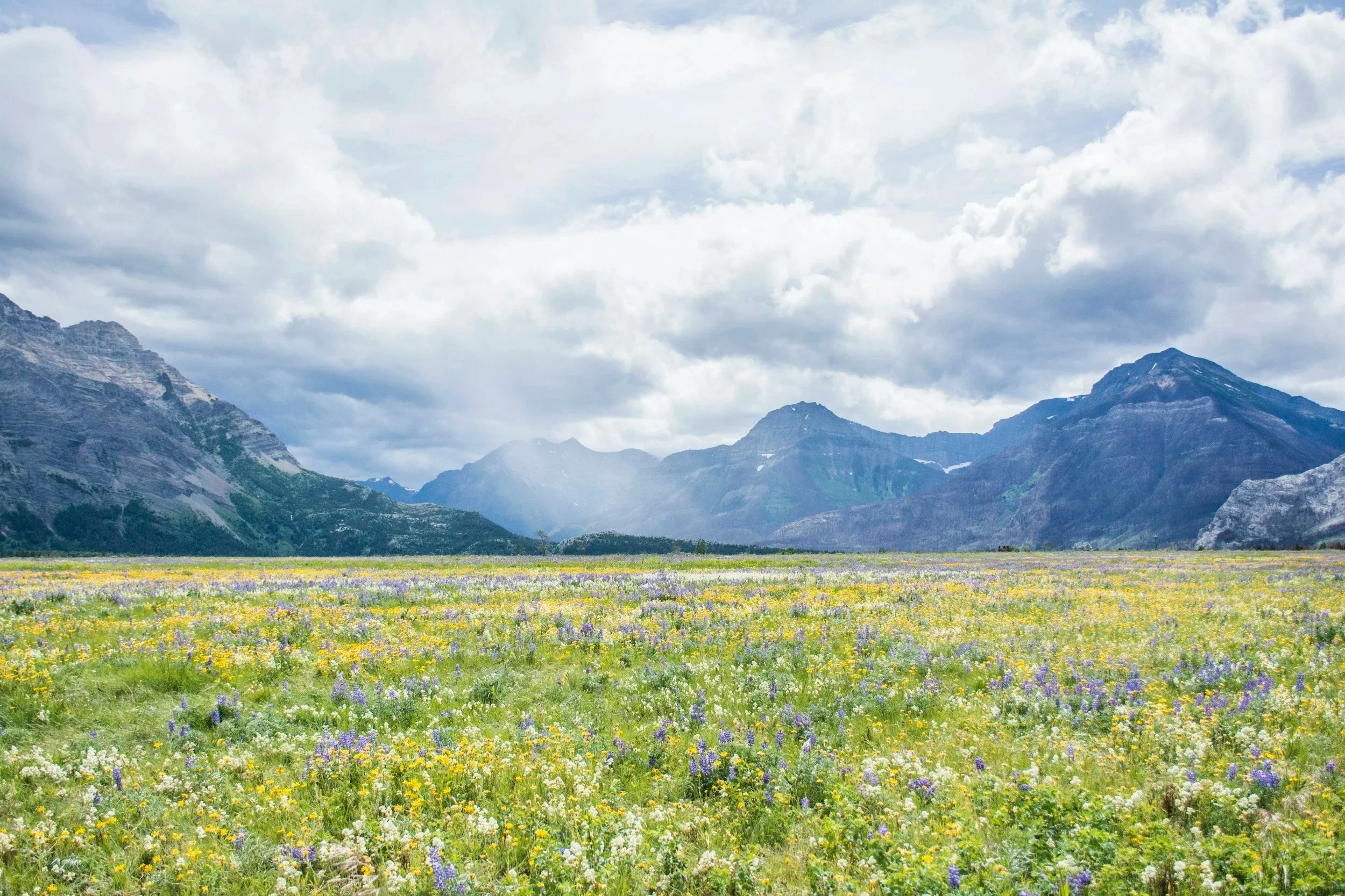 A scenic landscape of mountains under a cloudy sky with a field of colorful wildflowers in the foreground.