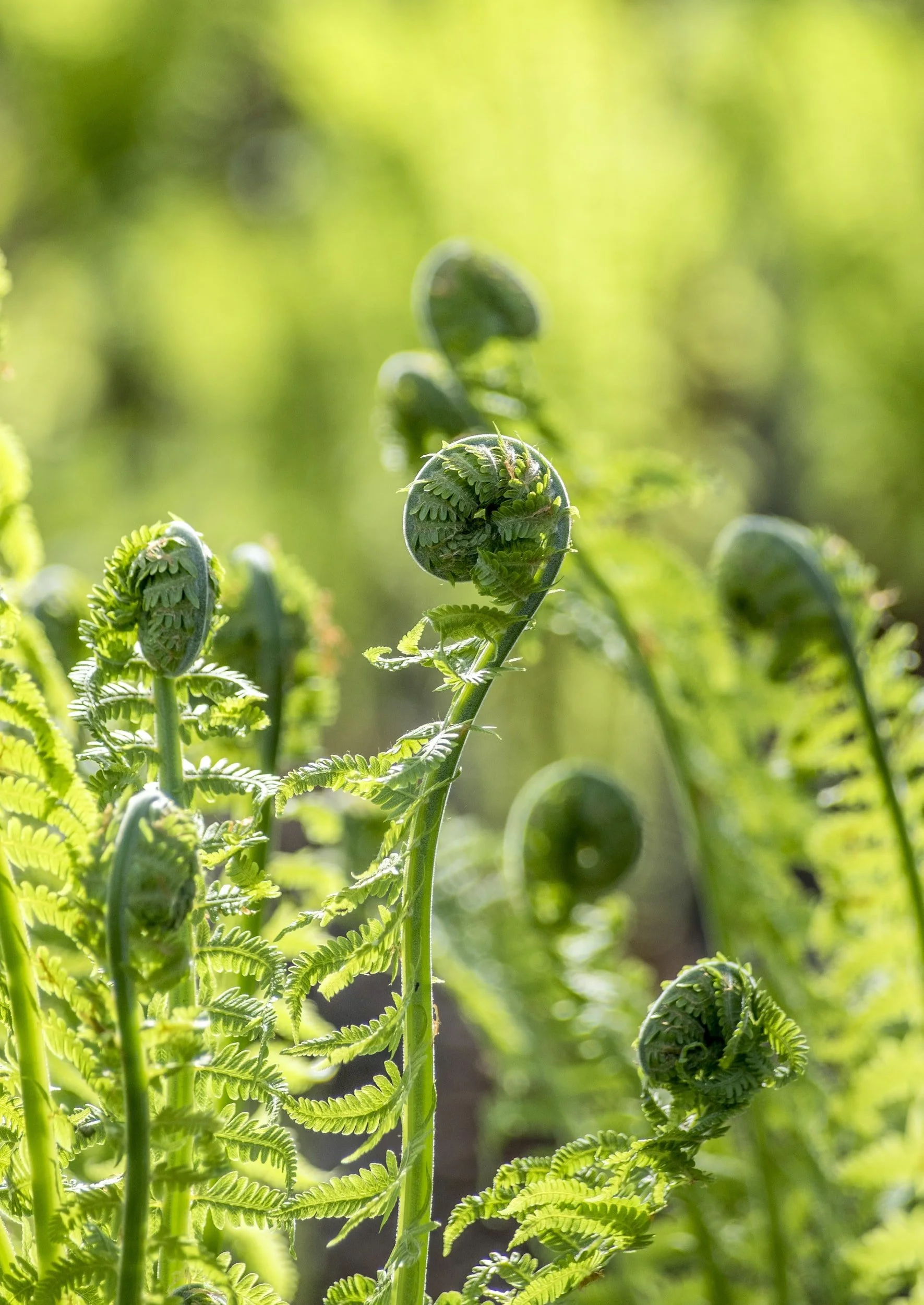 How to make the most of shade in your garden