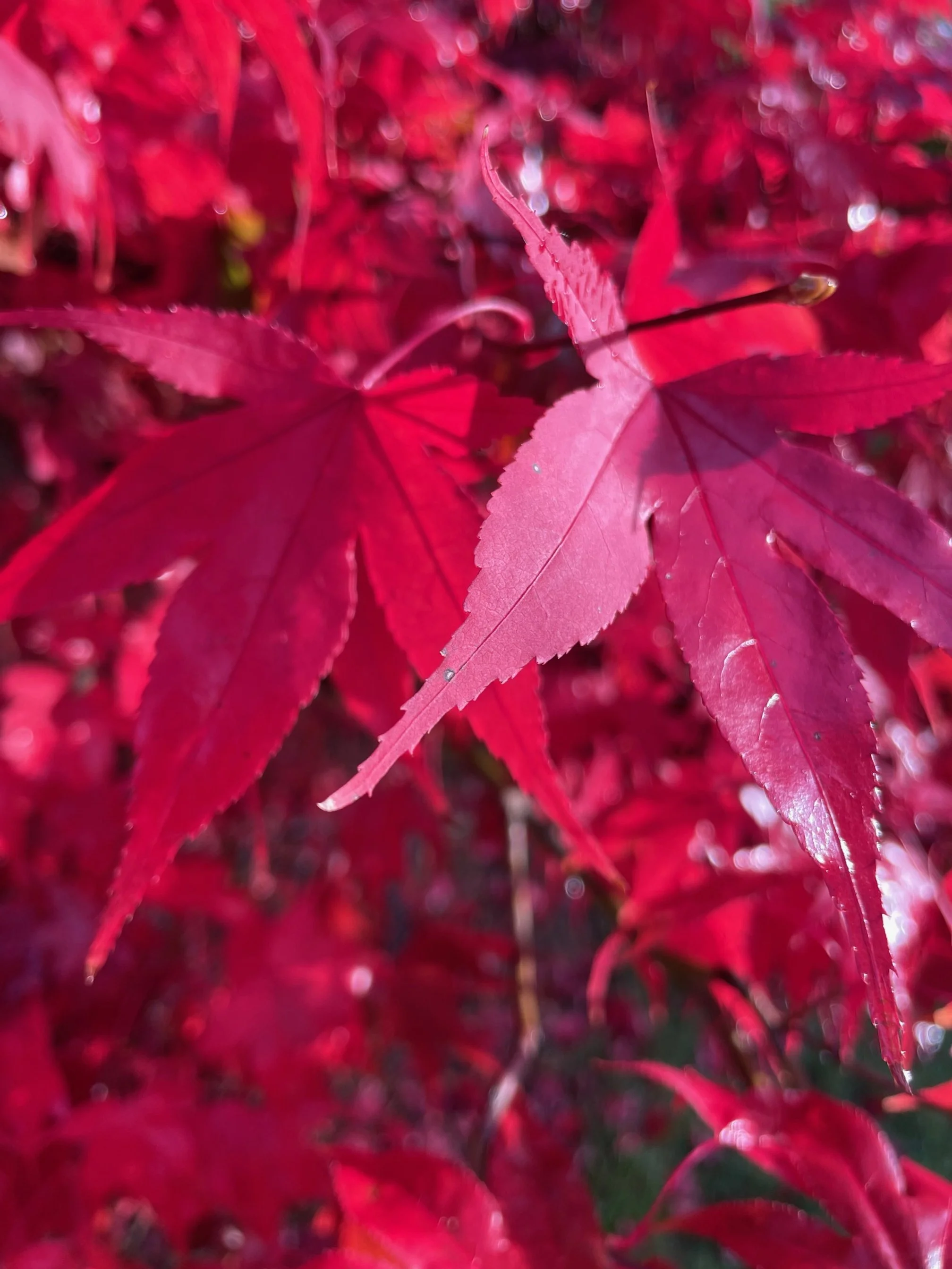 Embracing the beauty of Autumn planting: Why now is the perfect time to start your garden