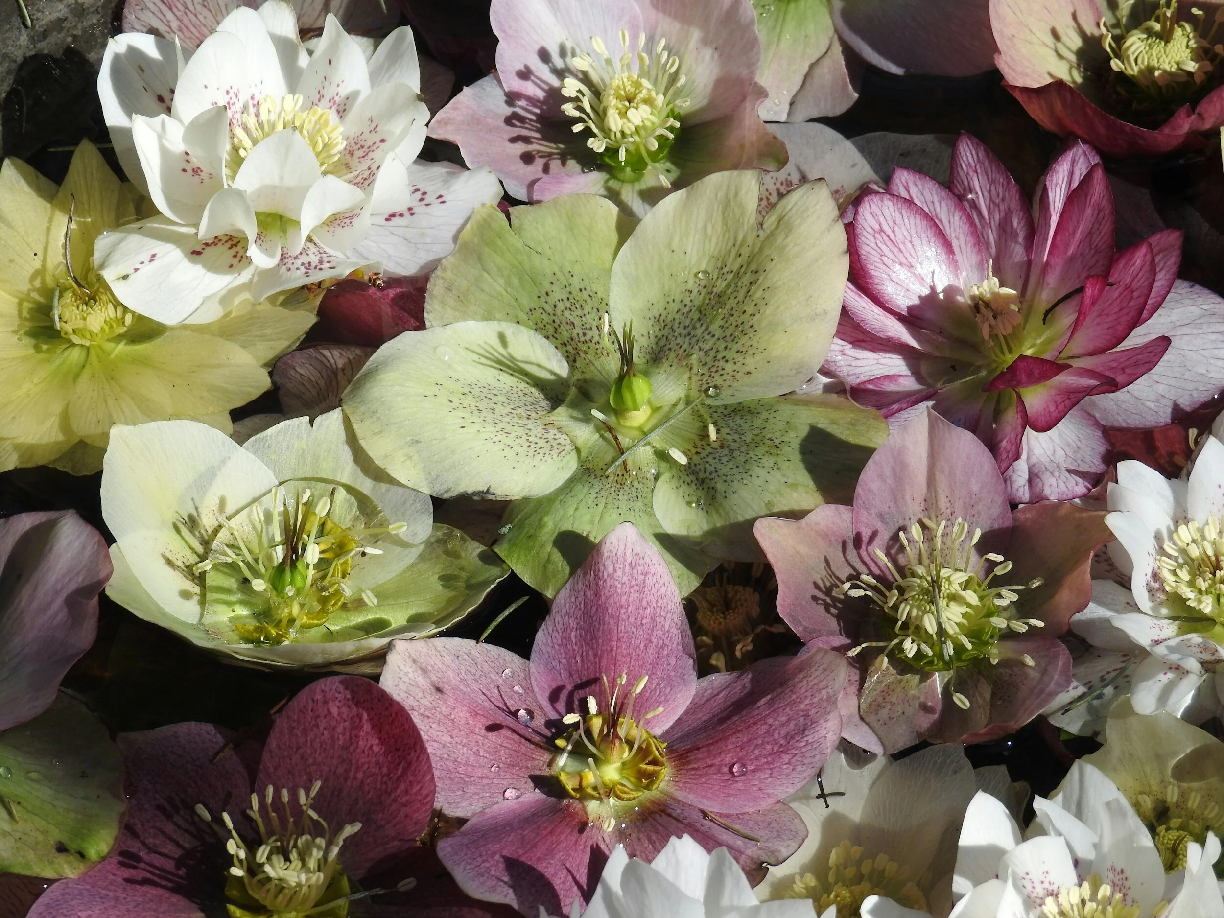 One job to do right now to make your Hellebores stand out
