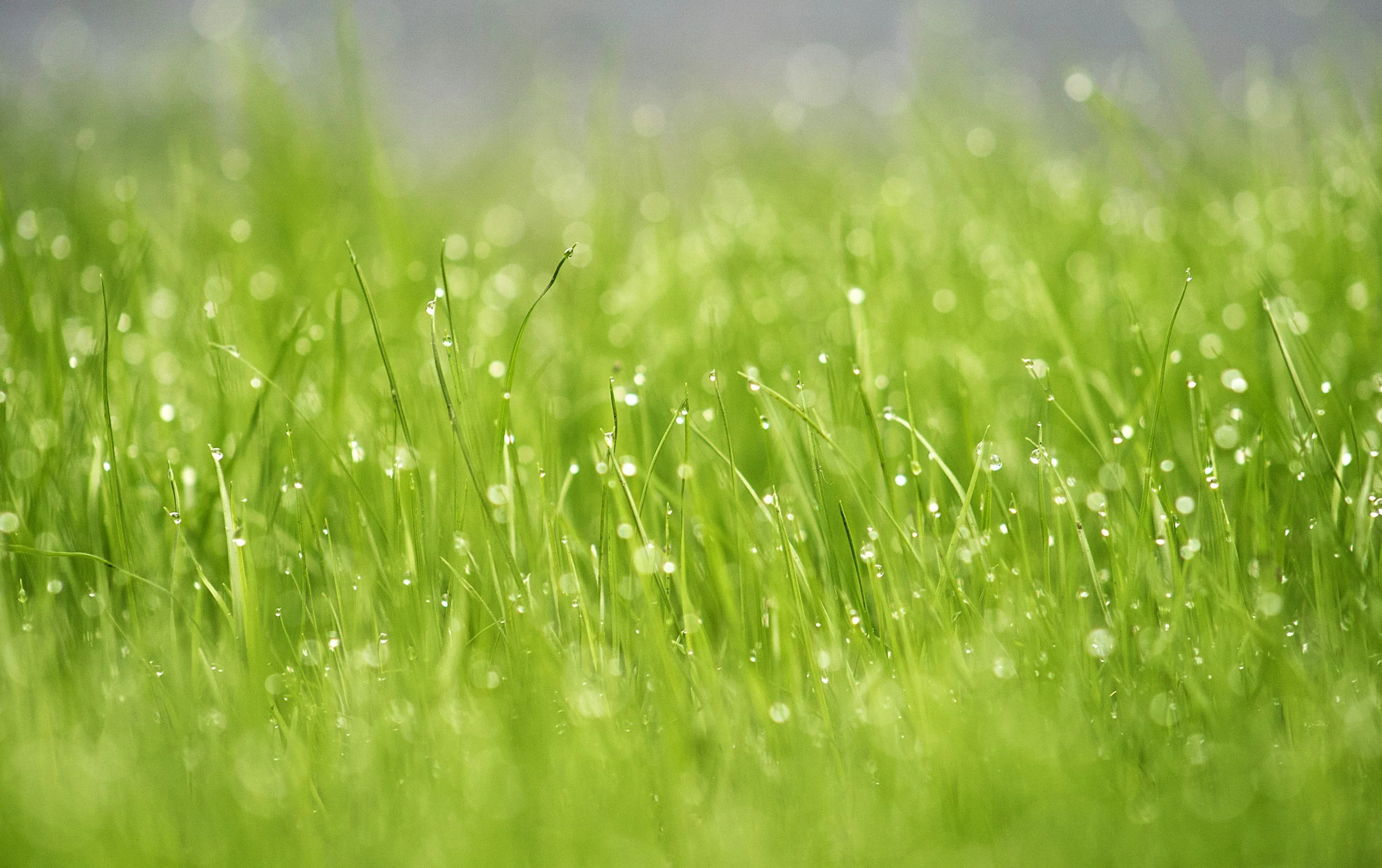 My top 5 tips for a lush looking lawn