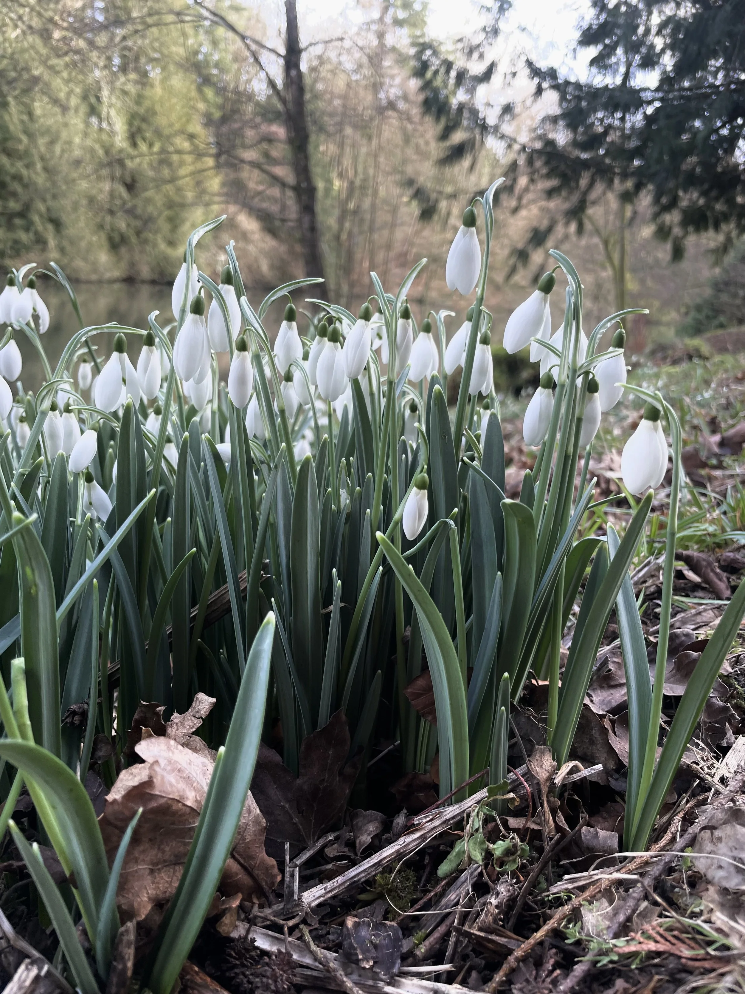 Snowdrops: A Winter Gem in UK Gardens &nbsp;