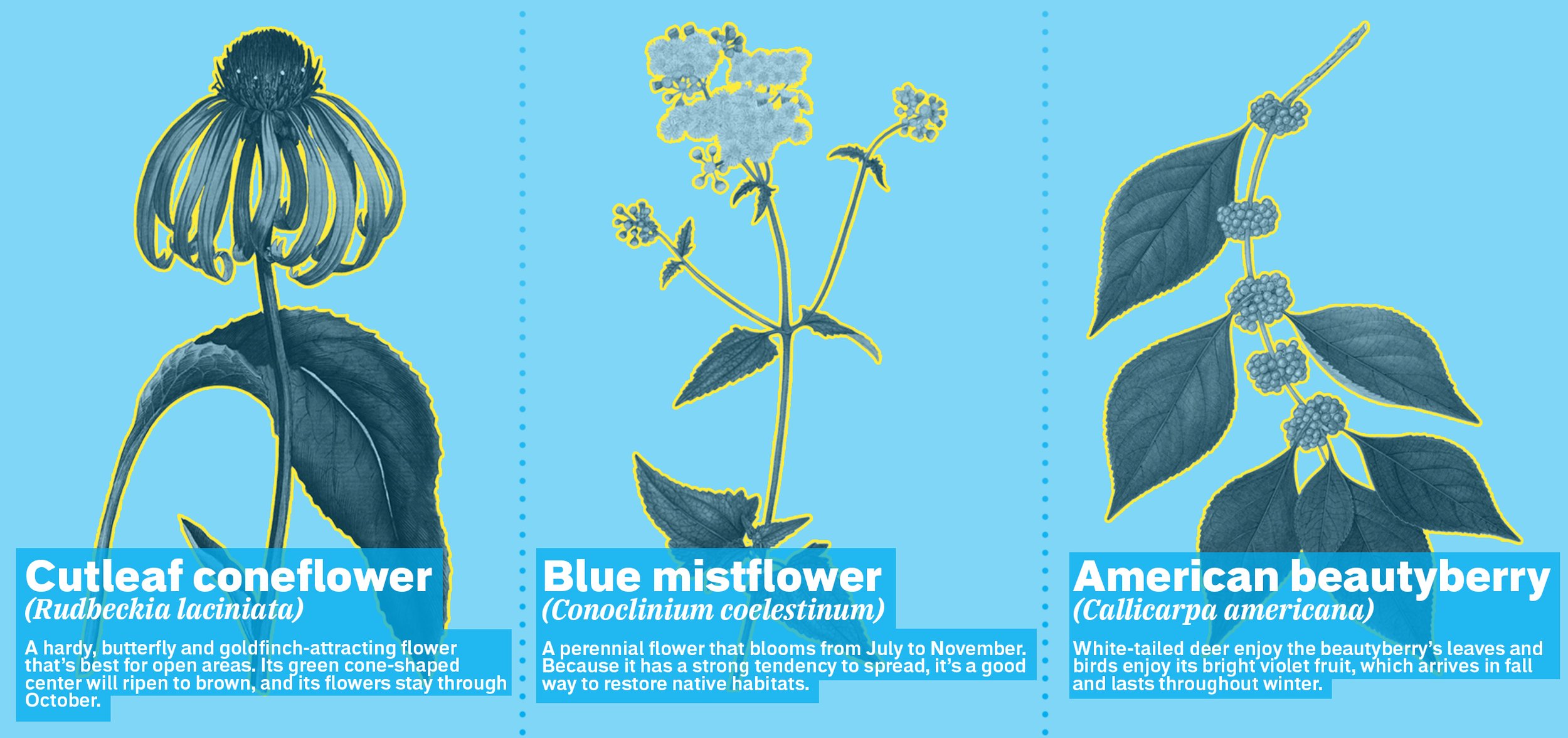 Localize your lawn with native plants — Chattamatters