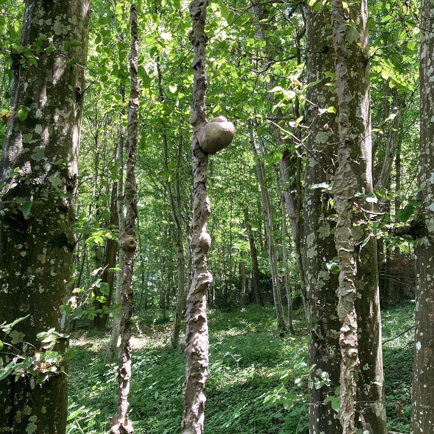 &laquo;&nbsp;lorsque luit le d&eacute;but du matin, et que sur le flanc des arbres un or vague et lustr&eacute; perd peu &agrave; peu sa part d'ombre&nbsp;&raquo; #pessoa

LA FOR&Ecirc;T
Bronze
H230

📸 @jeanpierrebalancin_lyon 

#laforet #ecorce #ec