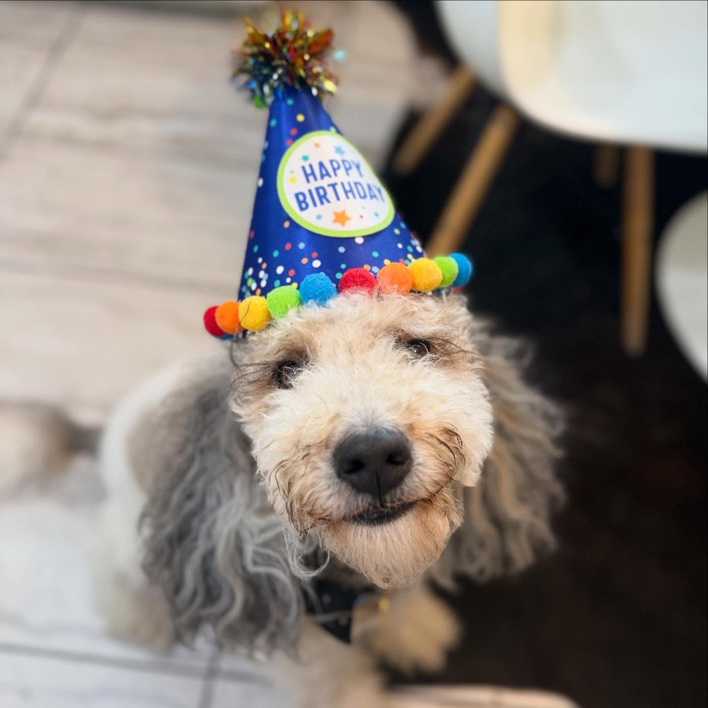 Everyone&rsquo;s favorite turned 5 today 🤍