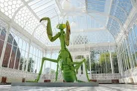 mantis.jpg