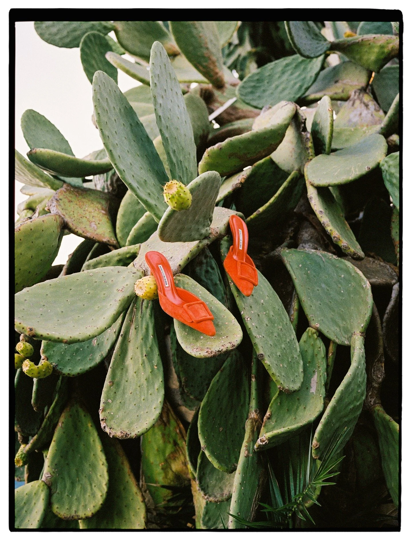 As I&rsquo;ve hung up my cameras (and a superstar Bride's Manolo's on a cactus) for the peak season, I&rsquo;ve been reflecting things that have helped my 2025 couples. So, for those planning 2026 weddings, here are few things I&rsquo;ve felt this we