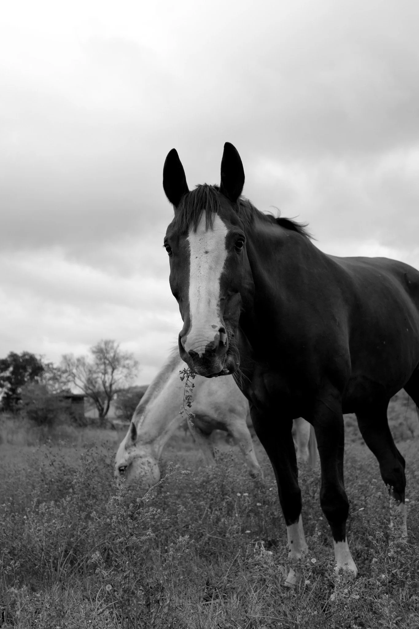 Pourquoi faire une séance photo avec son cheval ?