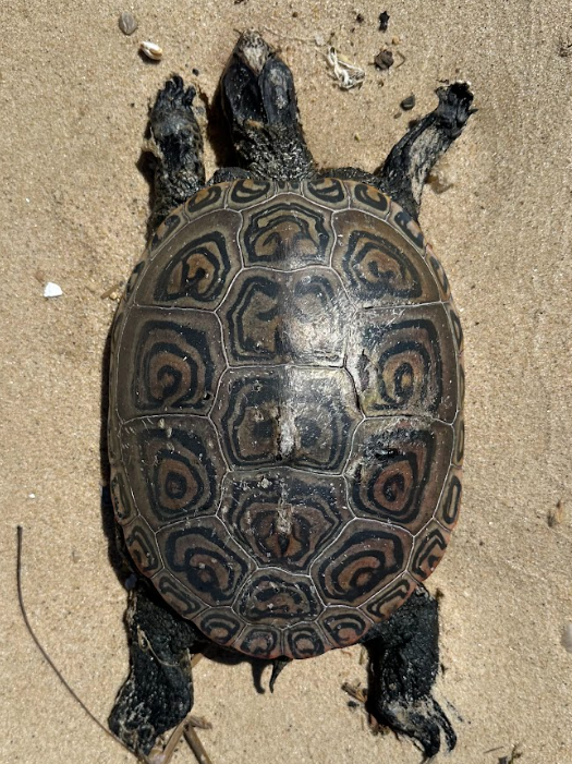 mummified terrapin MLM 5.16.26.png