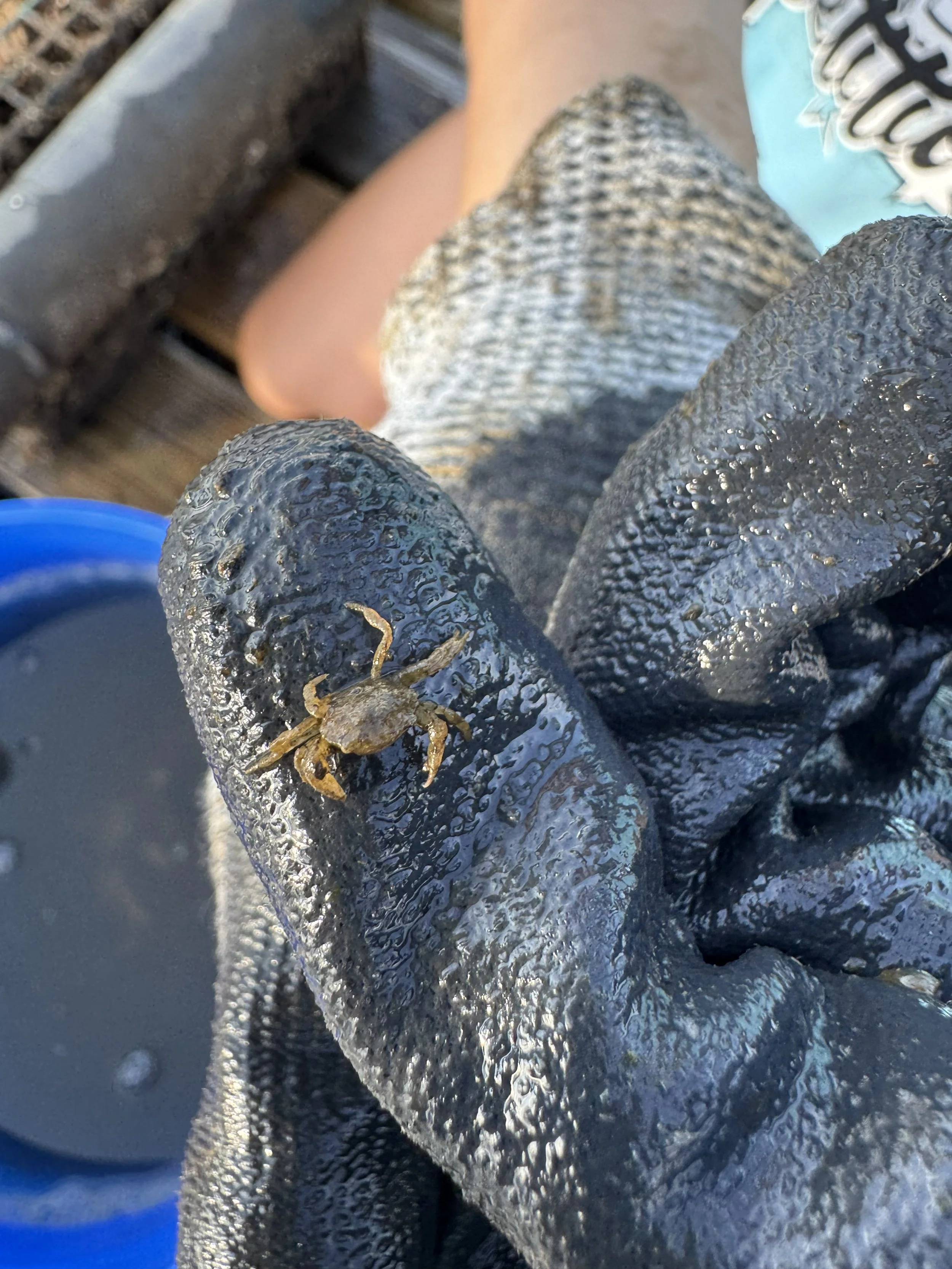 juvie crab 8.28.26 SS.jpg