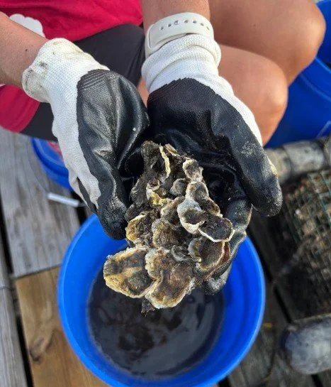 oyster cluster 8.13.26 ES.jpg