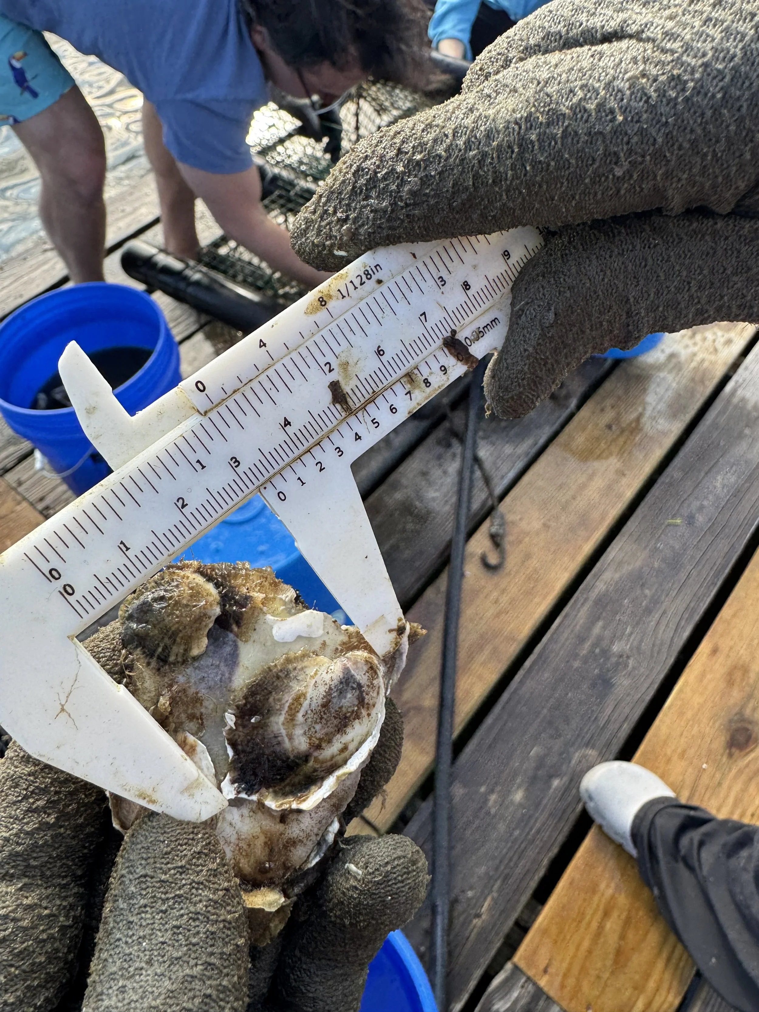 large oyster measurement 7.31.26 SS.jpg