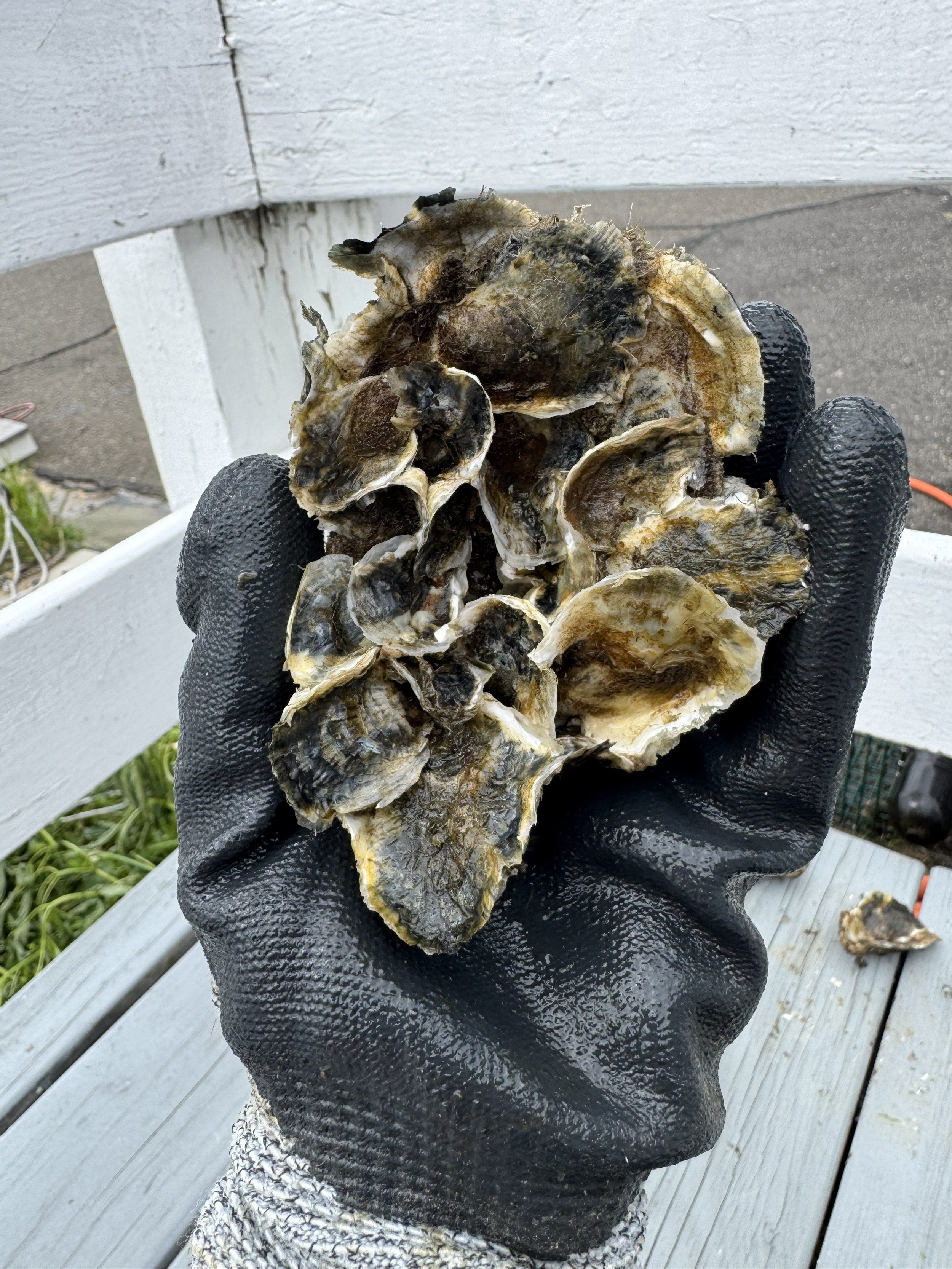 oyster cluster 8.21.26 SS.jpg